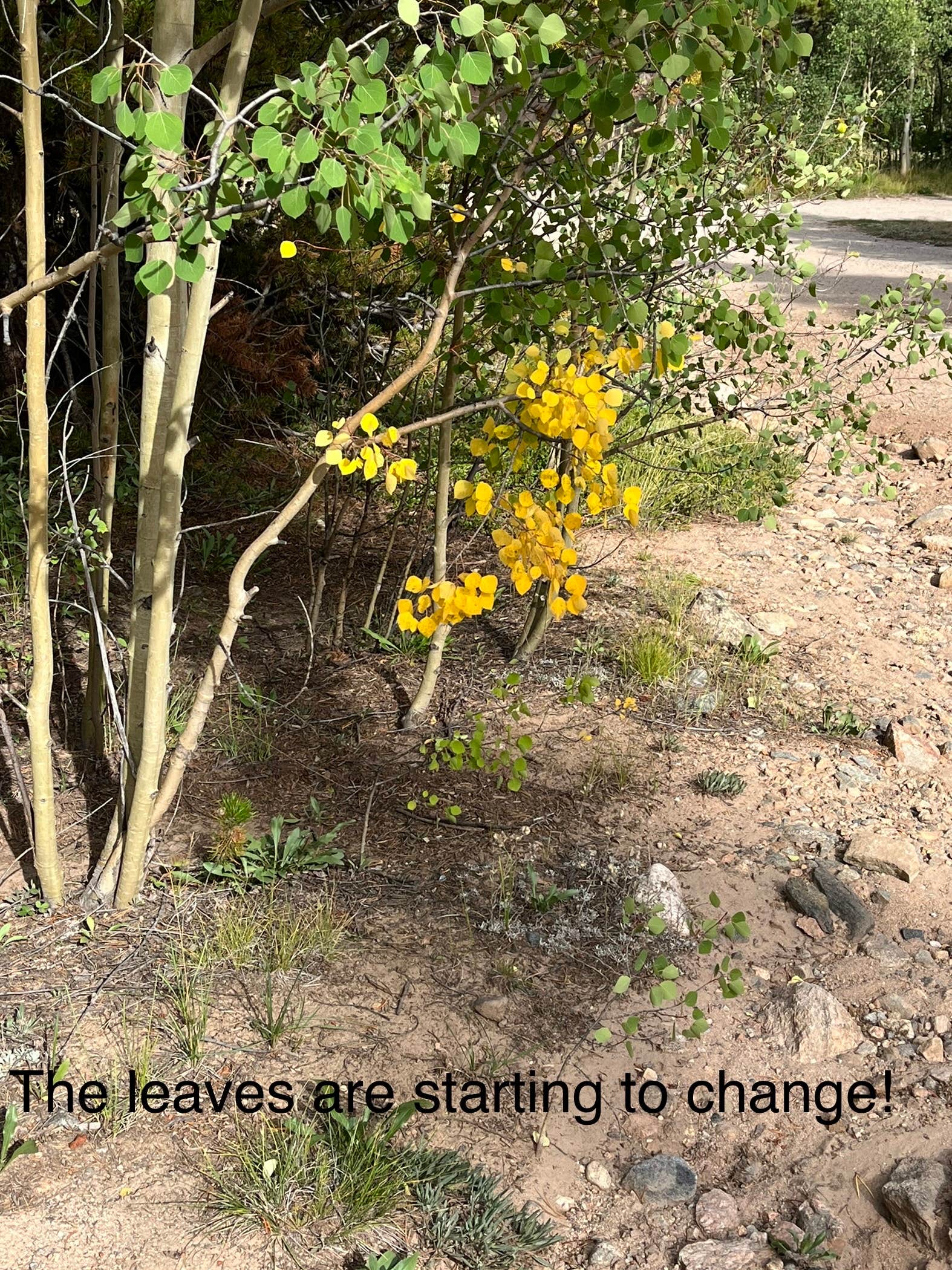 Camper-submitted photo at Lodgepole Campground near Montezuma, CO