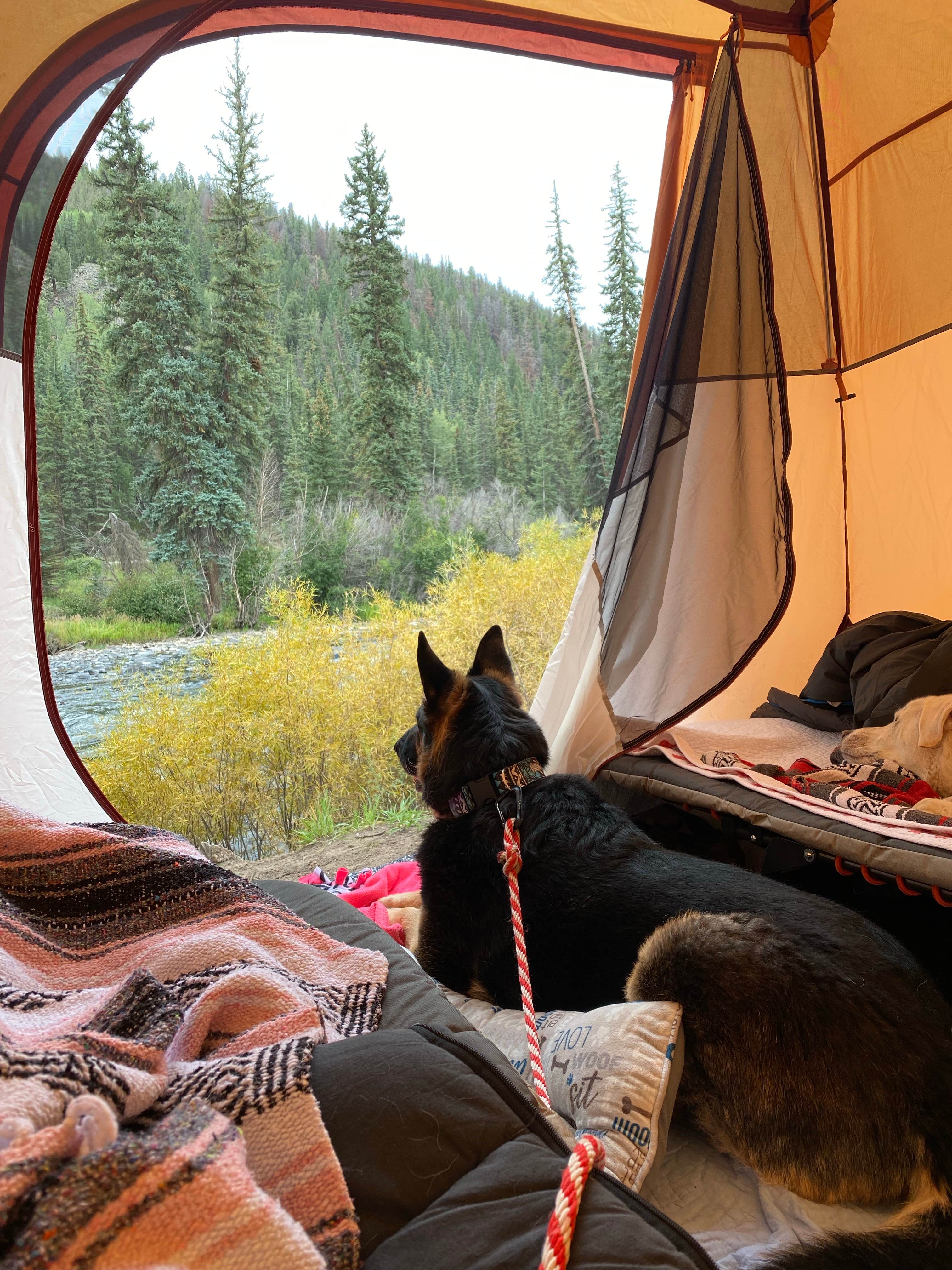 Jessica D.'s photo of camping with pets at Marshall Park Campground near Rio Grande National Forest