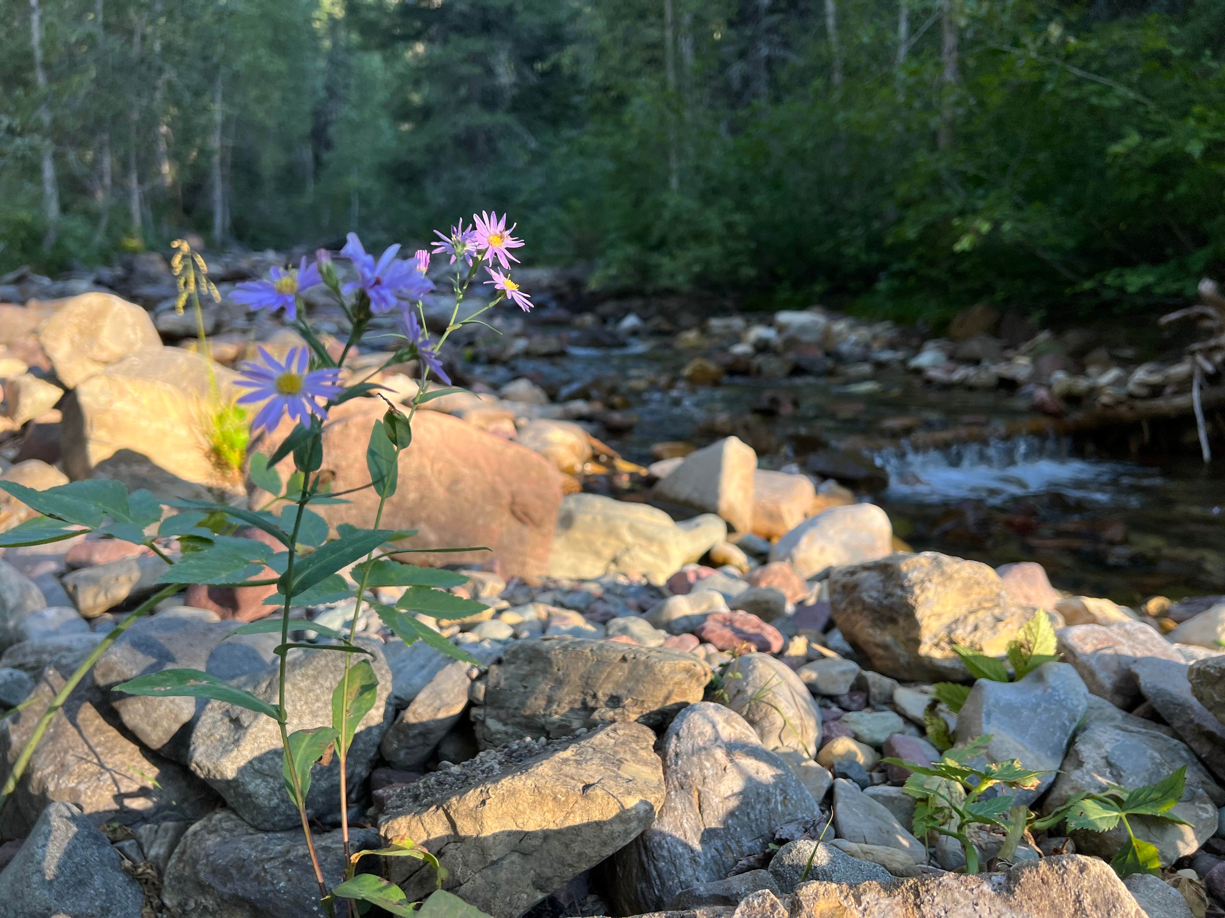 Camper-submitted photo at Varney Bridge near Ennis, MT