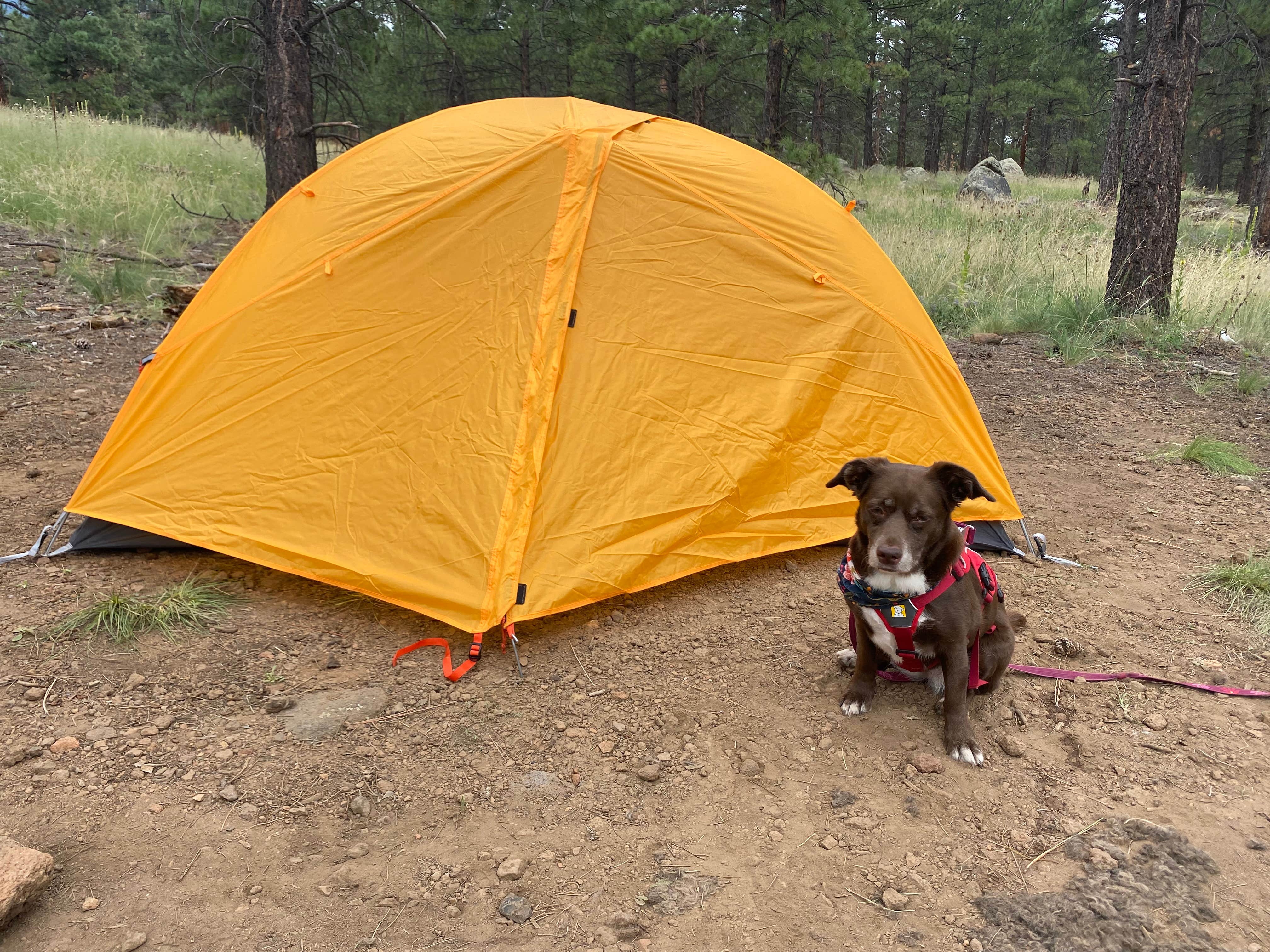 Camper-submitted photo at Freidlein Prairie Dispersed Camping near Bellemont, AZ