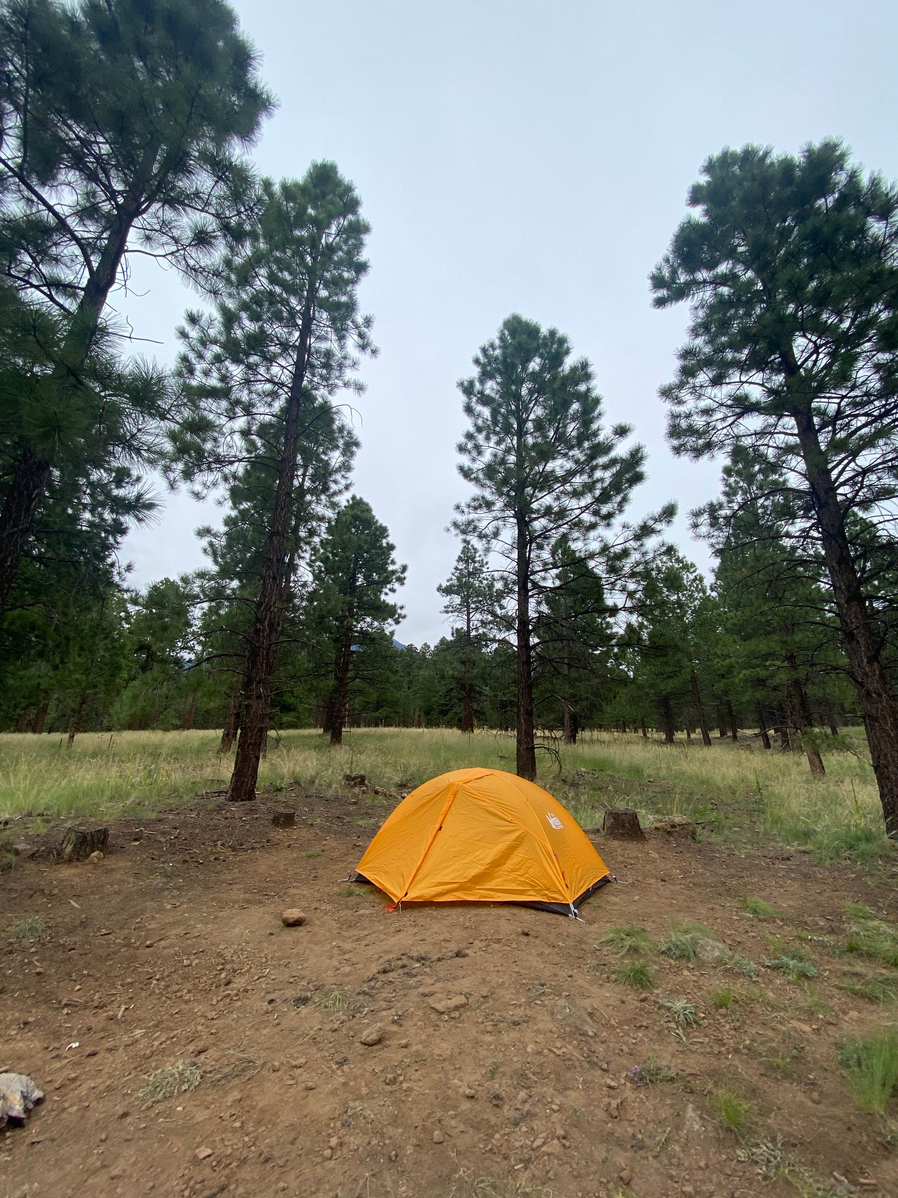 Camper-submitted photo at Freidlein Prairie Dispersed Camping near Bellemont, AZ