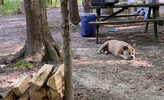 Angela C.'s photo of camping with pets at Dumont Lake Campground near Augusta, MI