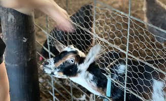 Joe Eli G.'s photo of camping with pets at The Jubilee Homestead near Osceola, WI