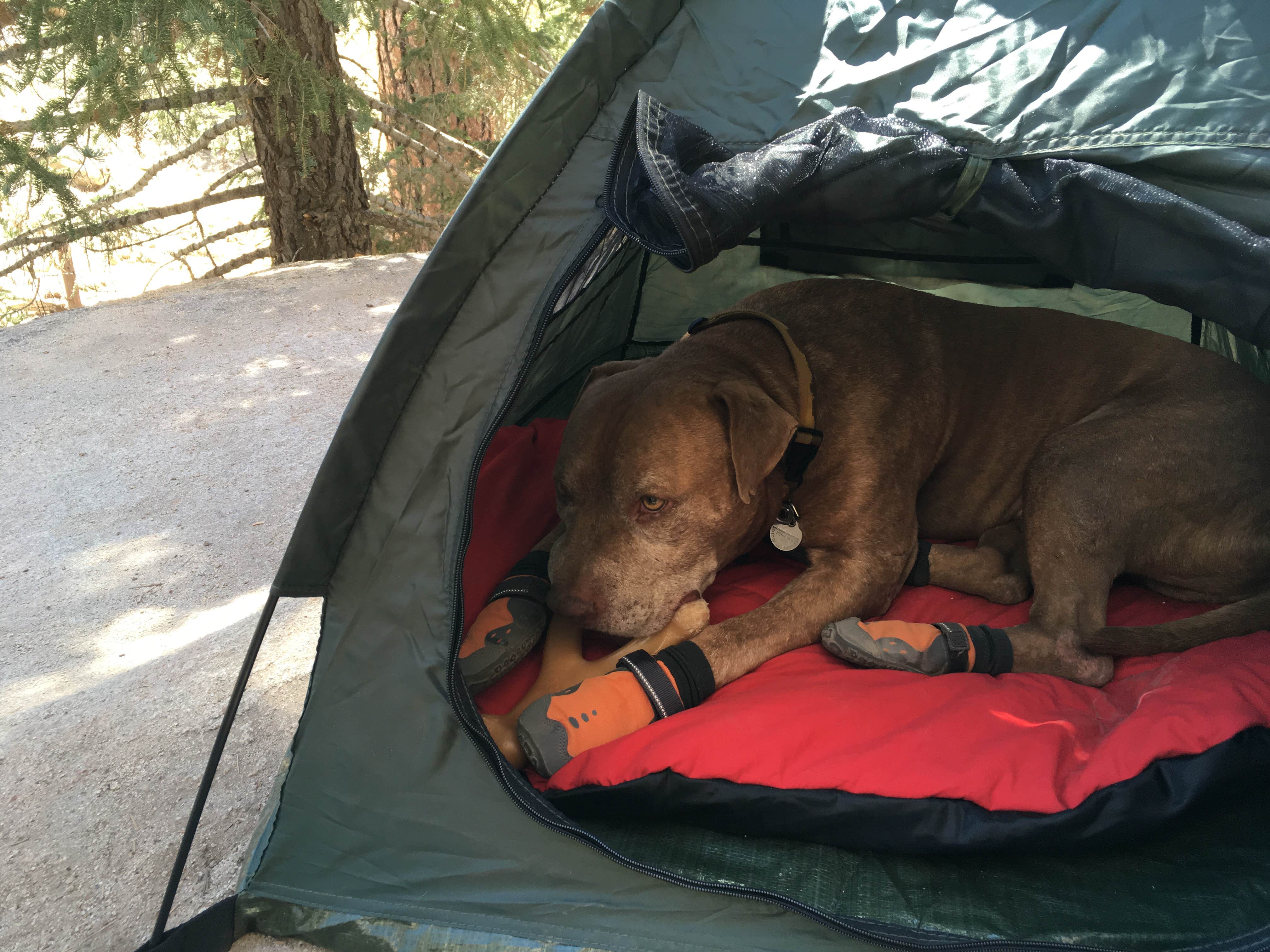Les R.'s photo at Holcomb Valley Climbers Camp in California
