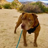 Review photo of Hidden Valley Campground — Joshua Tree National Park by Leslie R., July 25, 2018