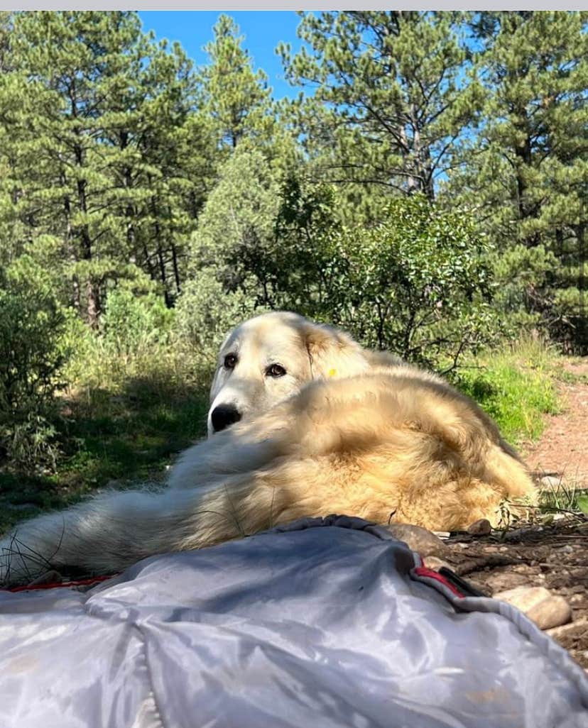 Naythin H.'s photo of camping with pets at El Rito Campground Group Shelter — Carson National Forest near Ojo Caliente, NM