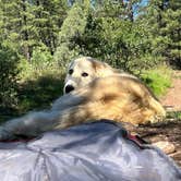 Review photo of El Rito Campground Group Shelter — Carson National Forest by Naythin H., September 11, 2022