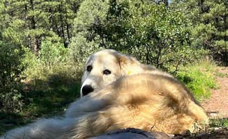 Naythin H.'s photo of camping with pets at El Rito Campground Group Shelter — Carson National Forest near Tierra Amarilla, NM