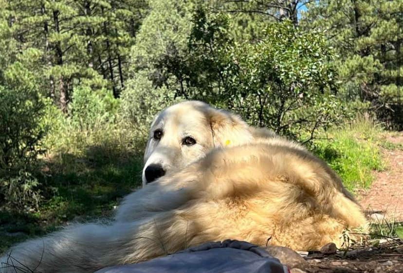 El Rito Lodging El Rito Campground Group Shelter — Carson National Forest | El Rito ...