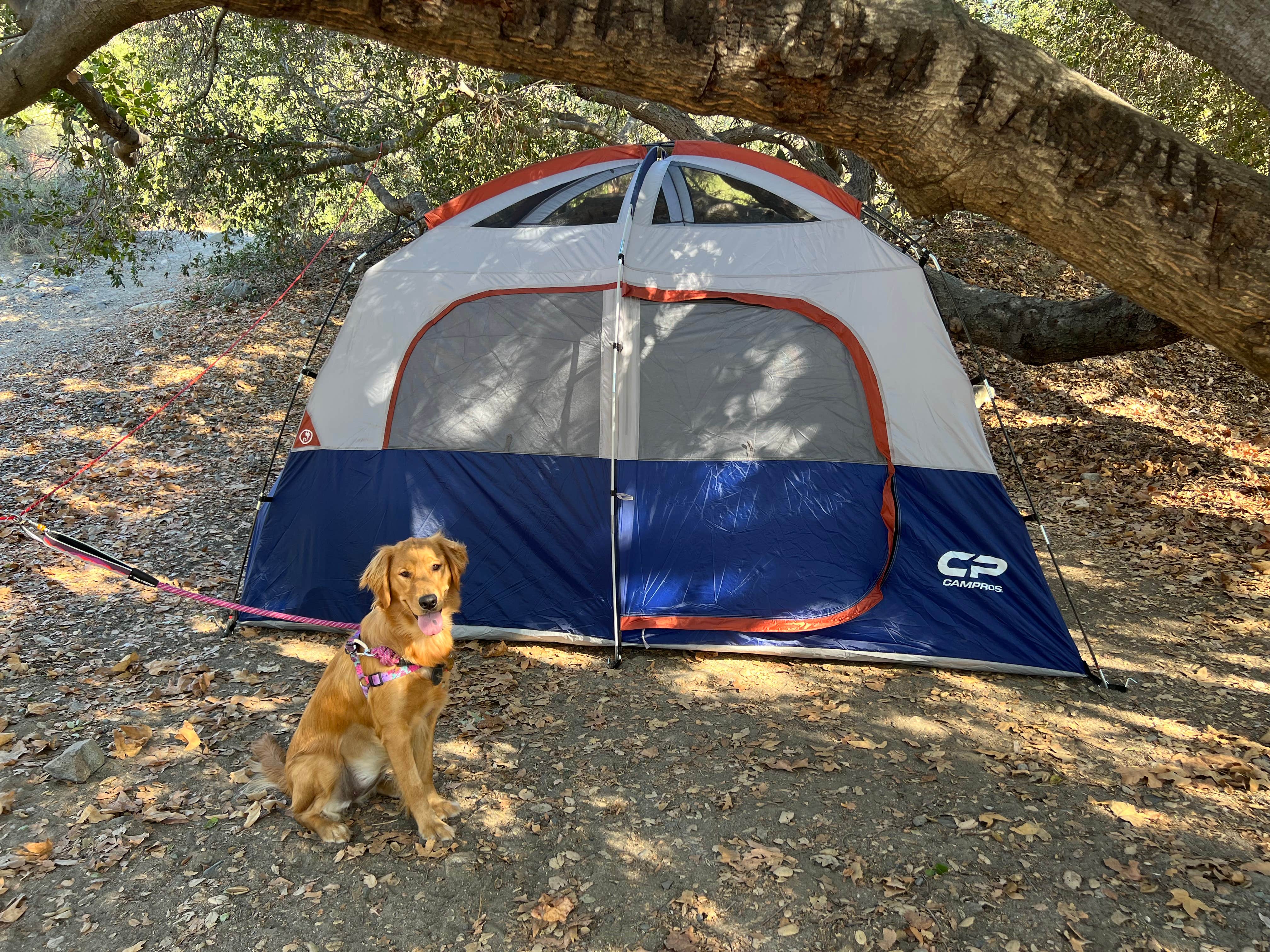 Anthony T.'s photo of camping with pets at O'Neill Regional Park near Rancho Santa Margarita, CA