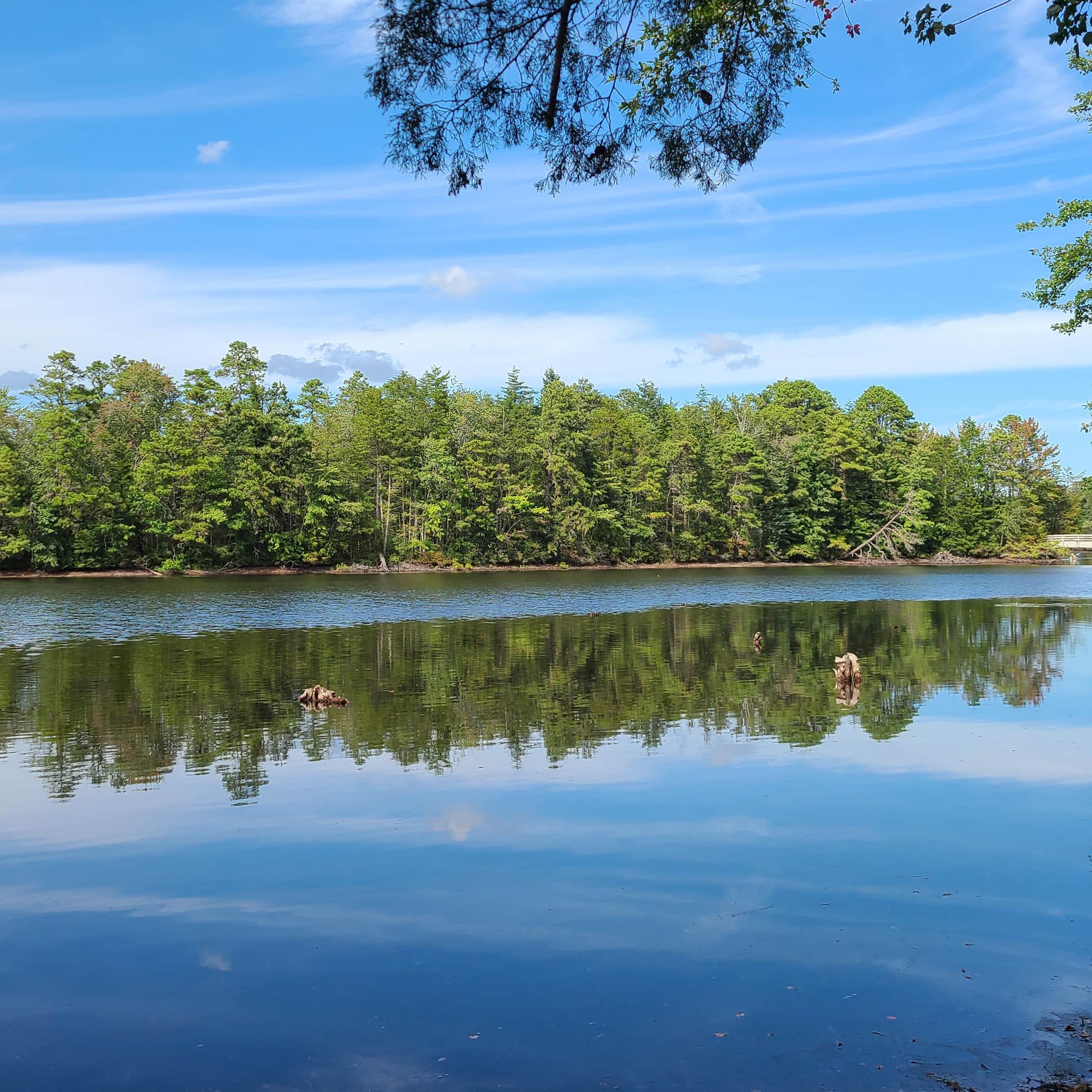 Escape to Nature: Uncovering the Hidden Gem of Belleplain State Forest