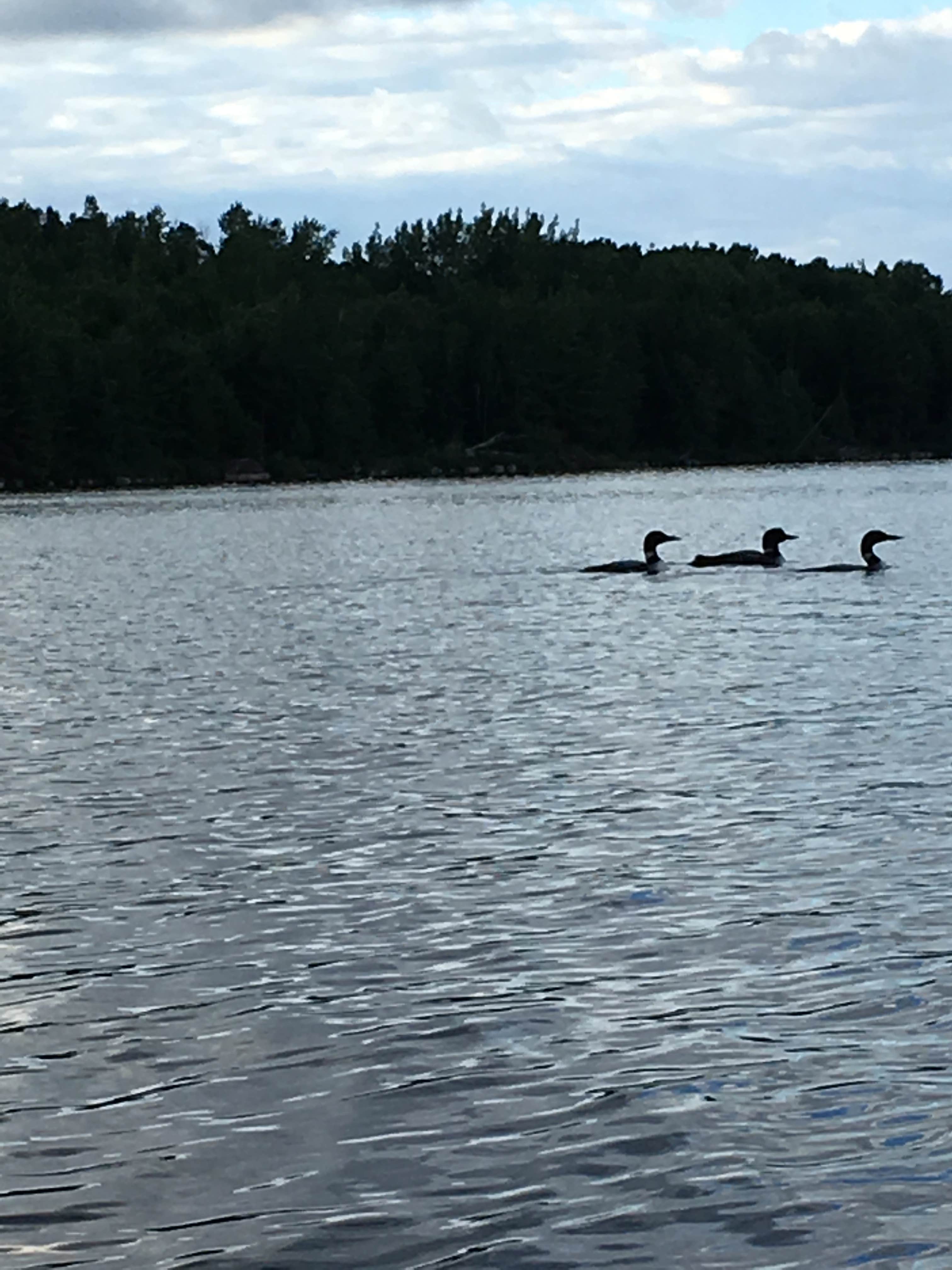 Camper-submitted photo at Meander Lake near Ely, MN