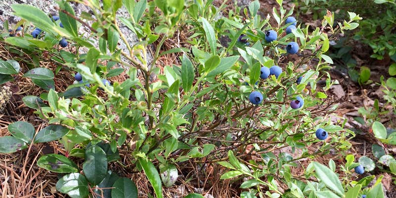 Camper submitted image from Meander Lake