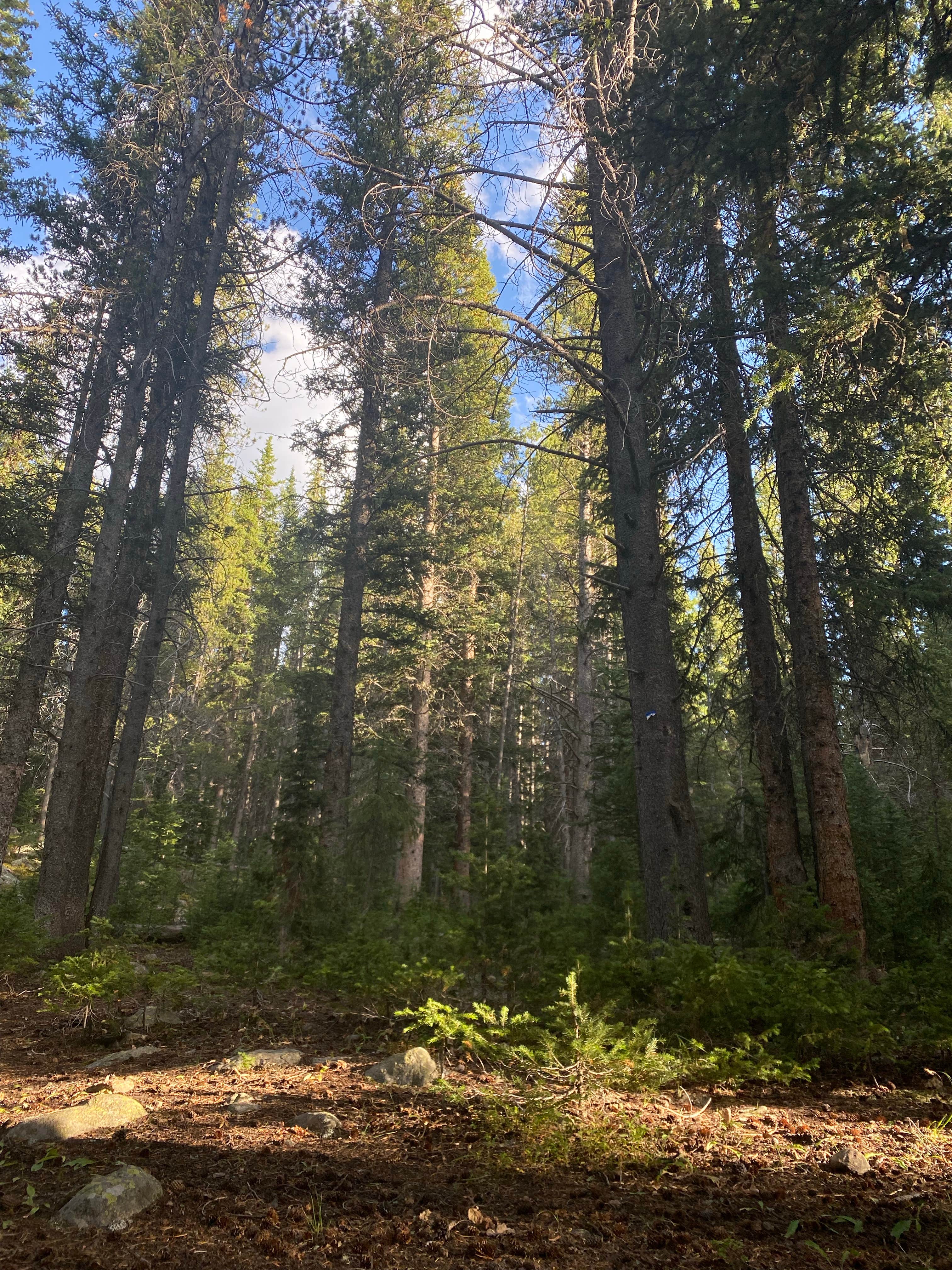 Escape to Tranquility: Colorado's Halfmoon East Campground