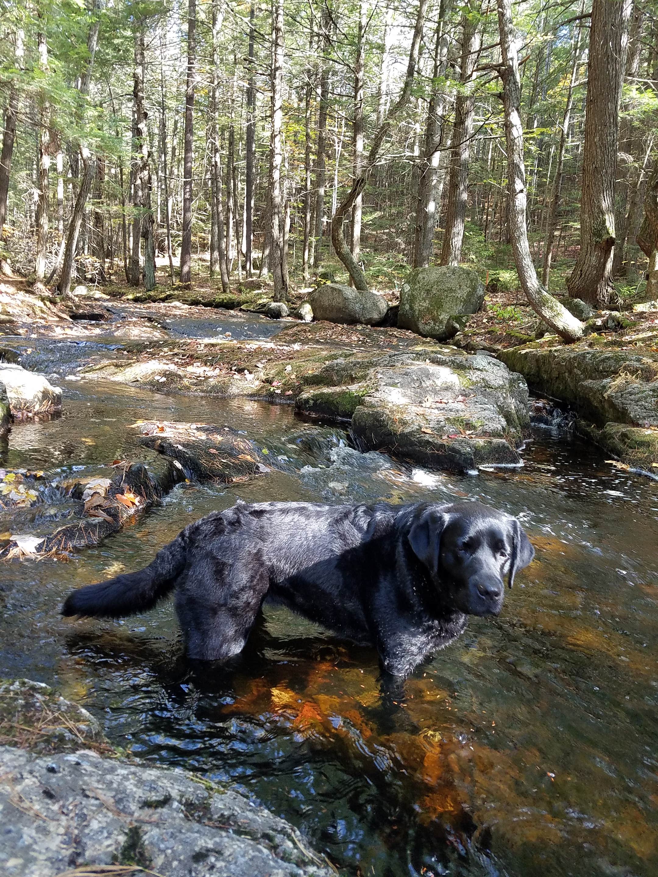 are dogs allowed at moreau state park