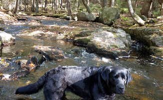 Nancy W.'s photo of camping with pets at Moreau Lake State Park Campground near Saratoga Springs, NY