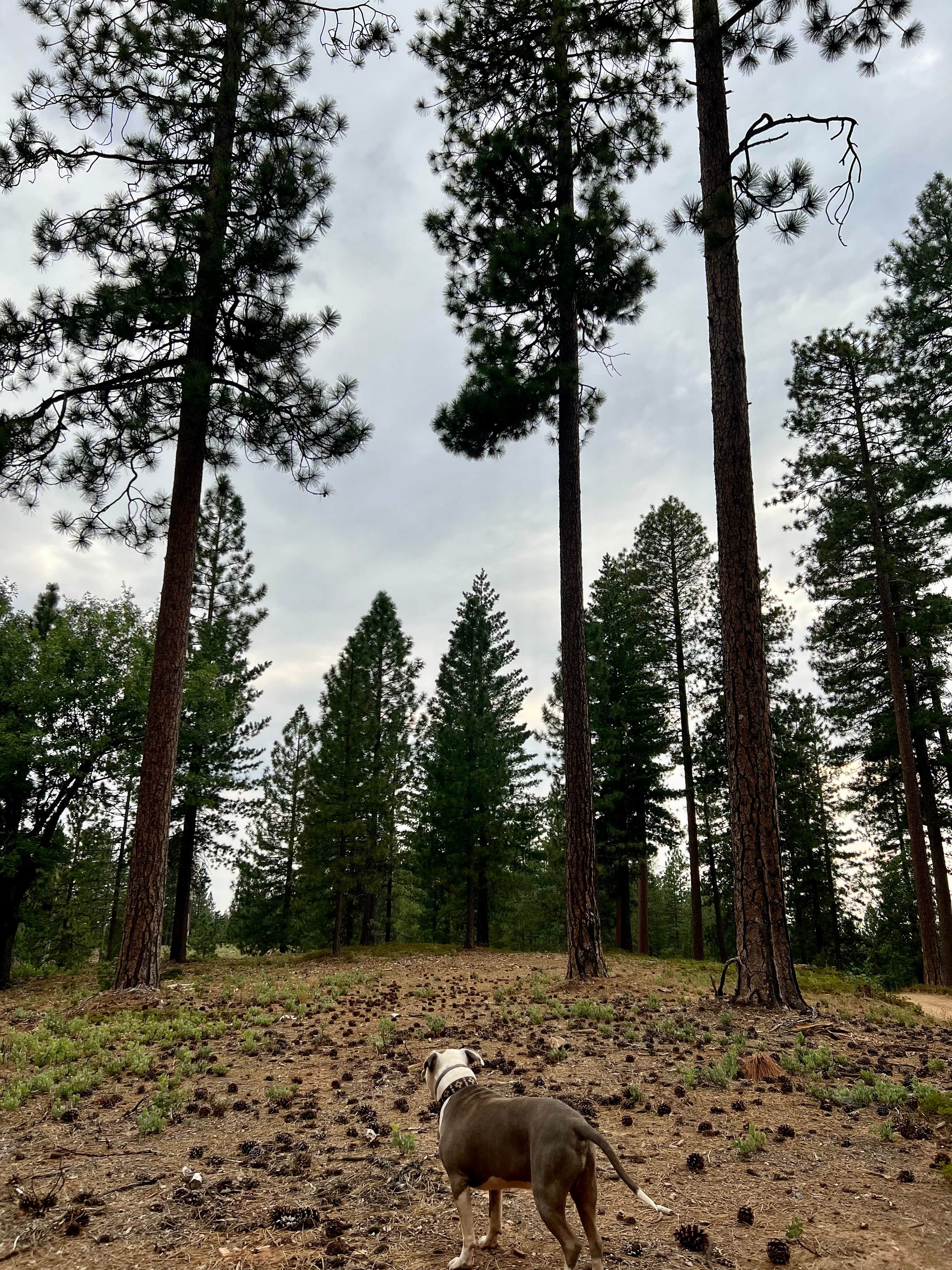 Camper-submitted photo at Top of Arnold - FR 5N56 Dispersed near West Point, CA