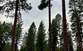 Michael S.'s photo of camping with pets at Top of Arnold - FR 5N56 Dispersed near Jamestown, CA