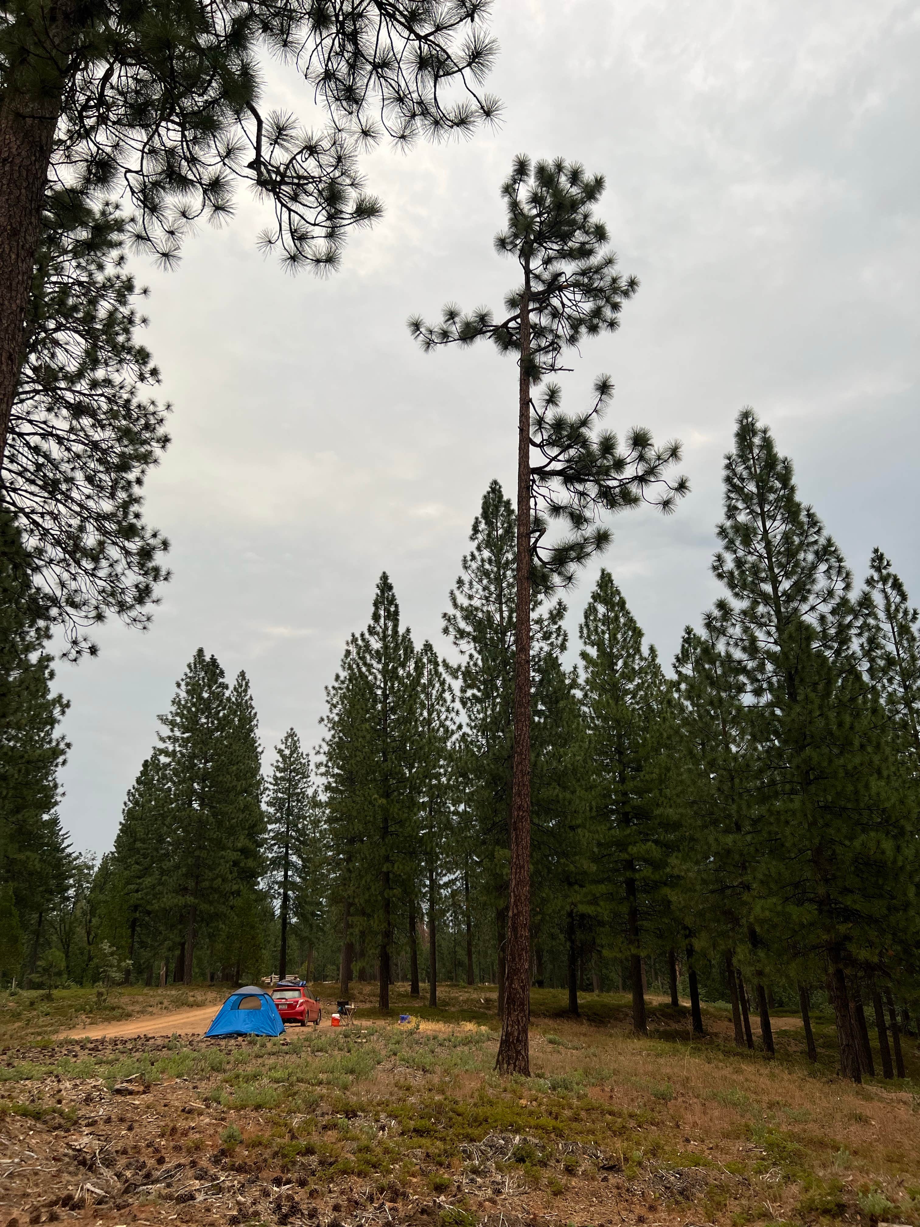 Camper-submitted photo at Top of Arnold - FR 5N56 Dispersed near Angels, CA