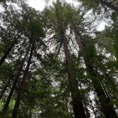 Review photo of Gualala River Redwood Park by Andrea M., September 12, 2022