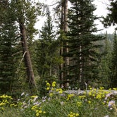 Review photo of Roosevelt National Forest Camp Dick Campground by David F., September 12, 2022