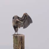 Review photo of Kayak Point County Park by Jake G., September 12, 2022