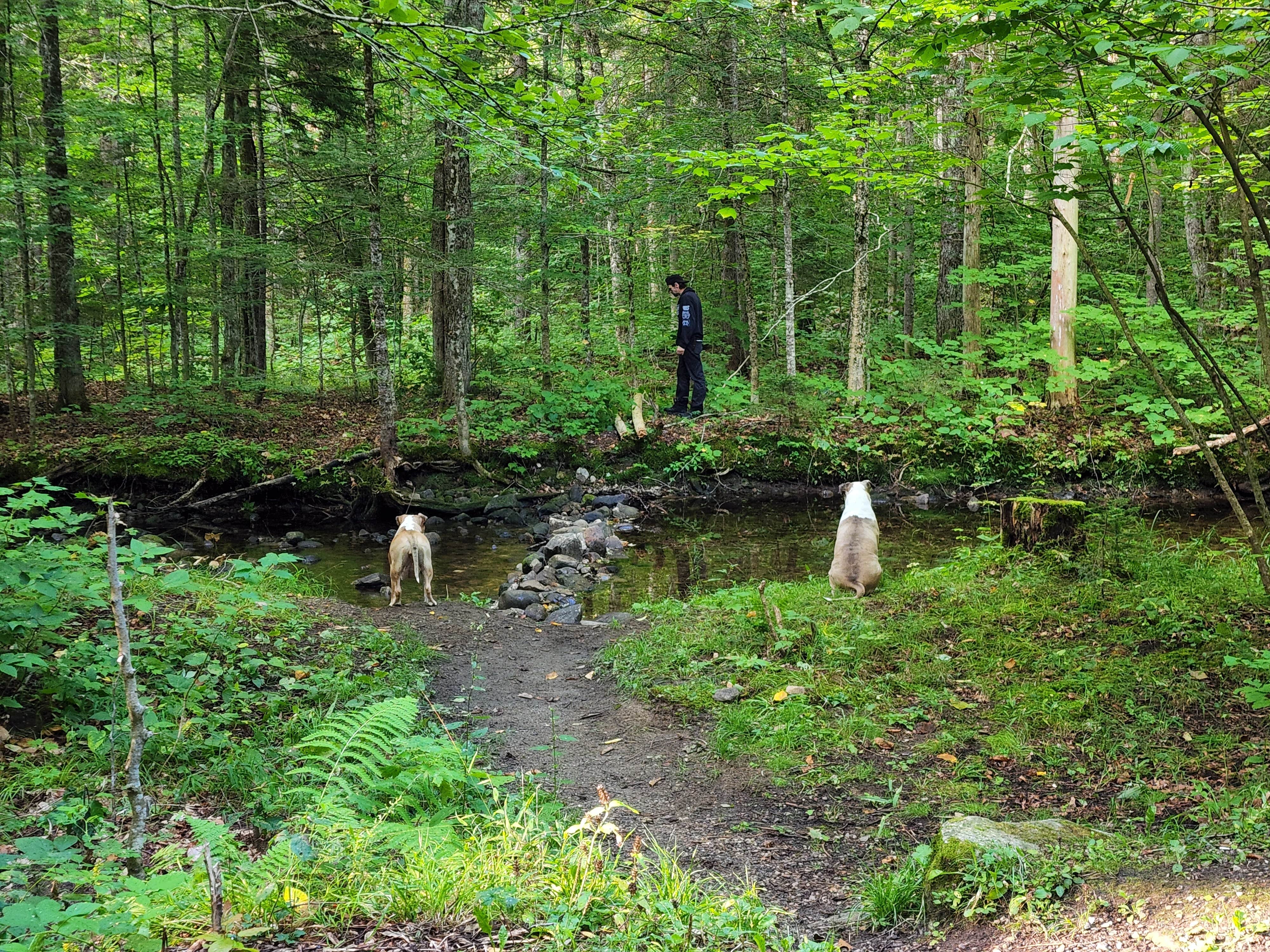 Jennifer C.'s photo of camping with pets at Greendale Campground near Townshend Lake