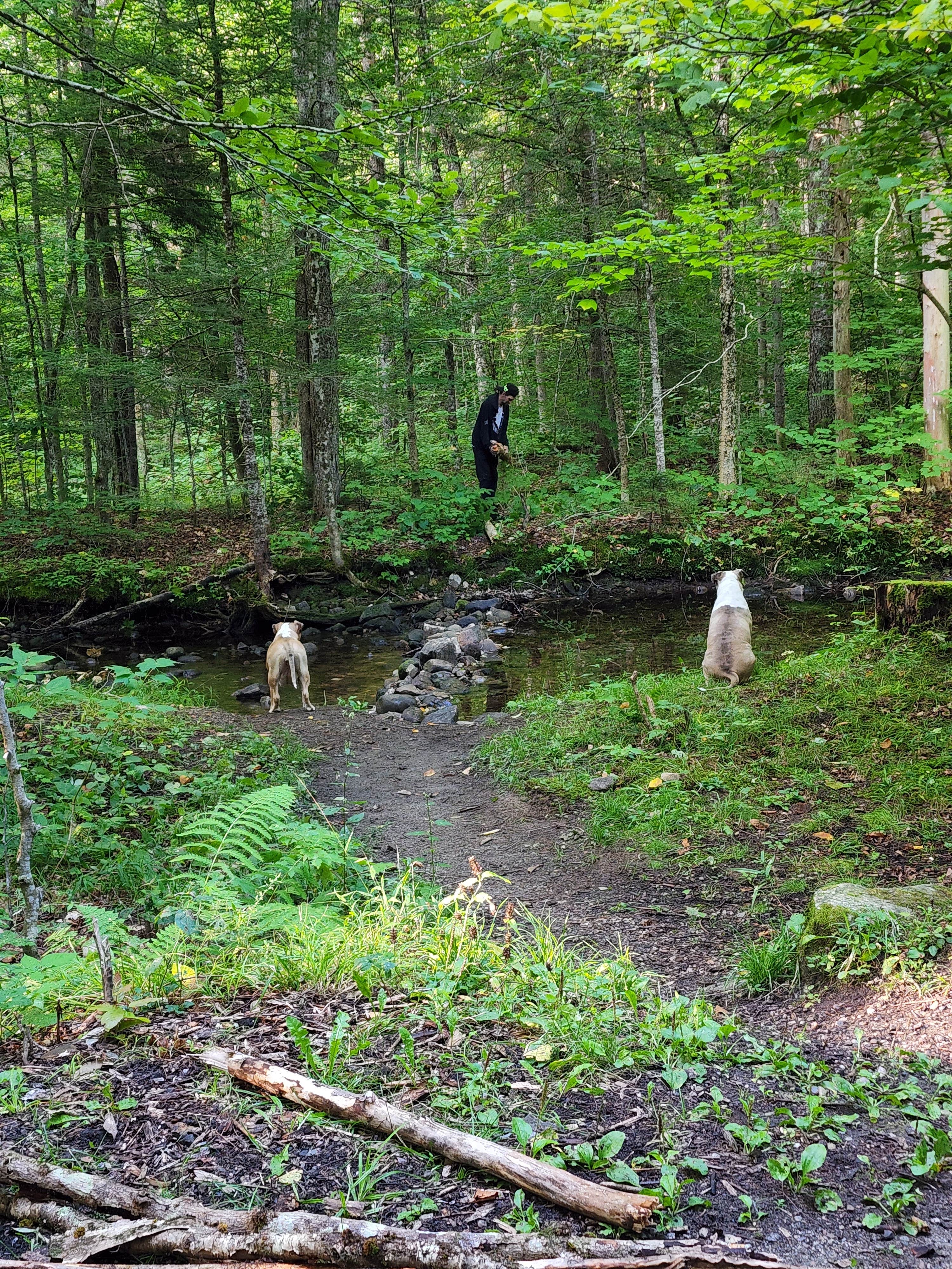 Jennifer C.'s photo of camping with pets at Greendale Campground near South Pomfret, VT