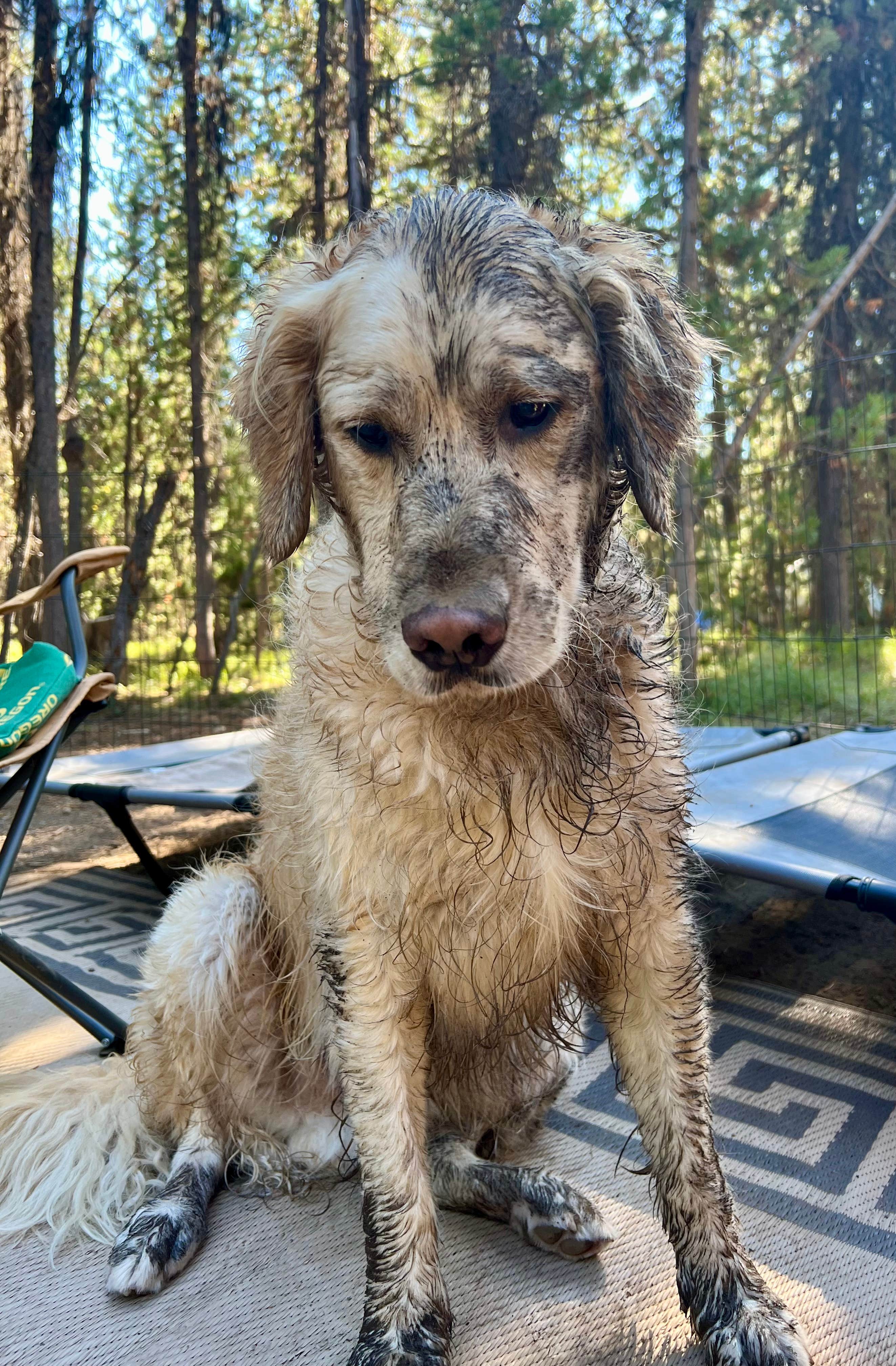 Jody O.'s photo of camping with pets at Lava Lake Campground near Deschutes National Forest