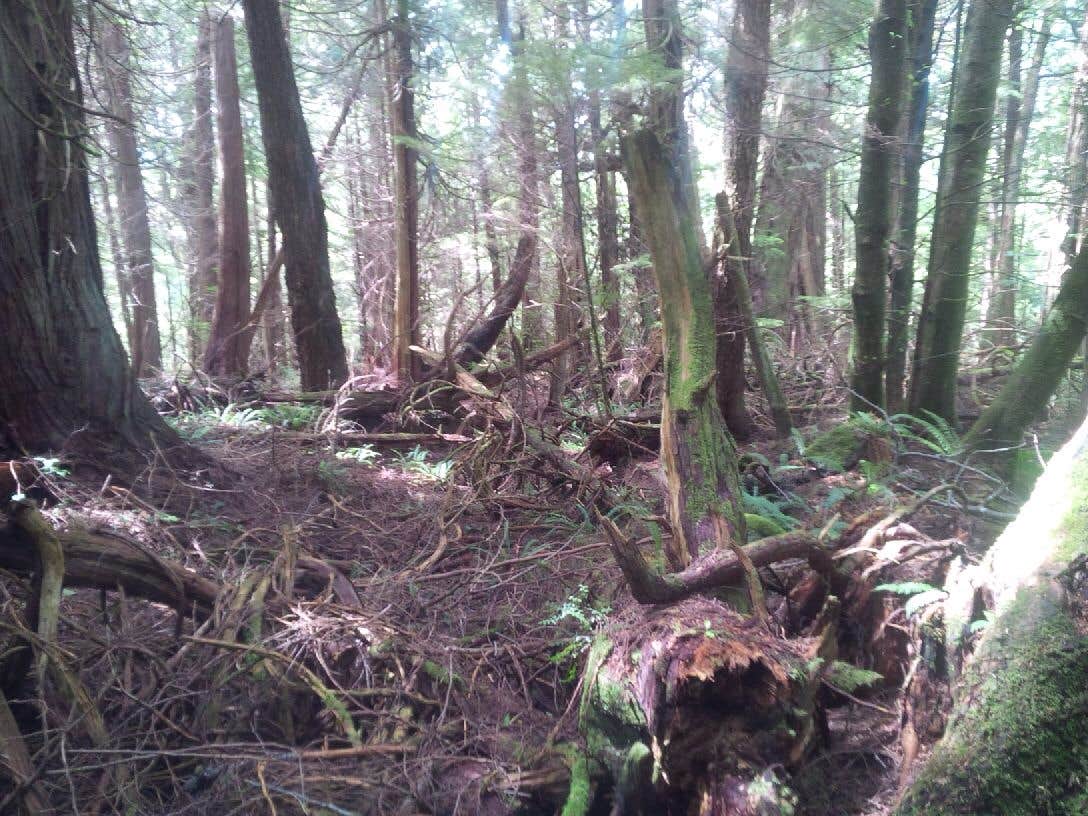 Camper-submitted photo at Taidnapam Park near Gifford Pinchot National Forest