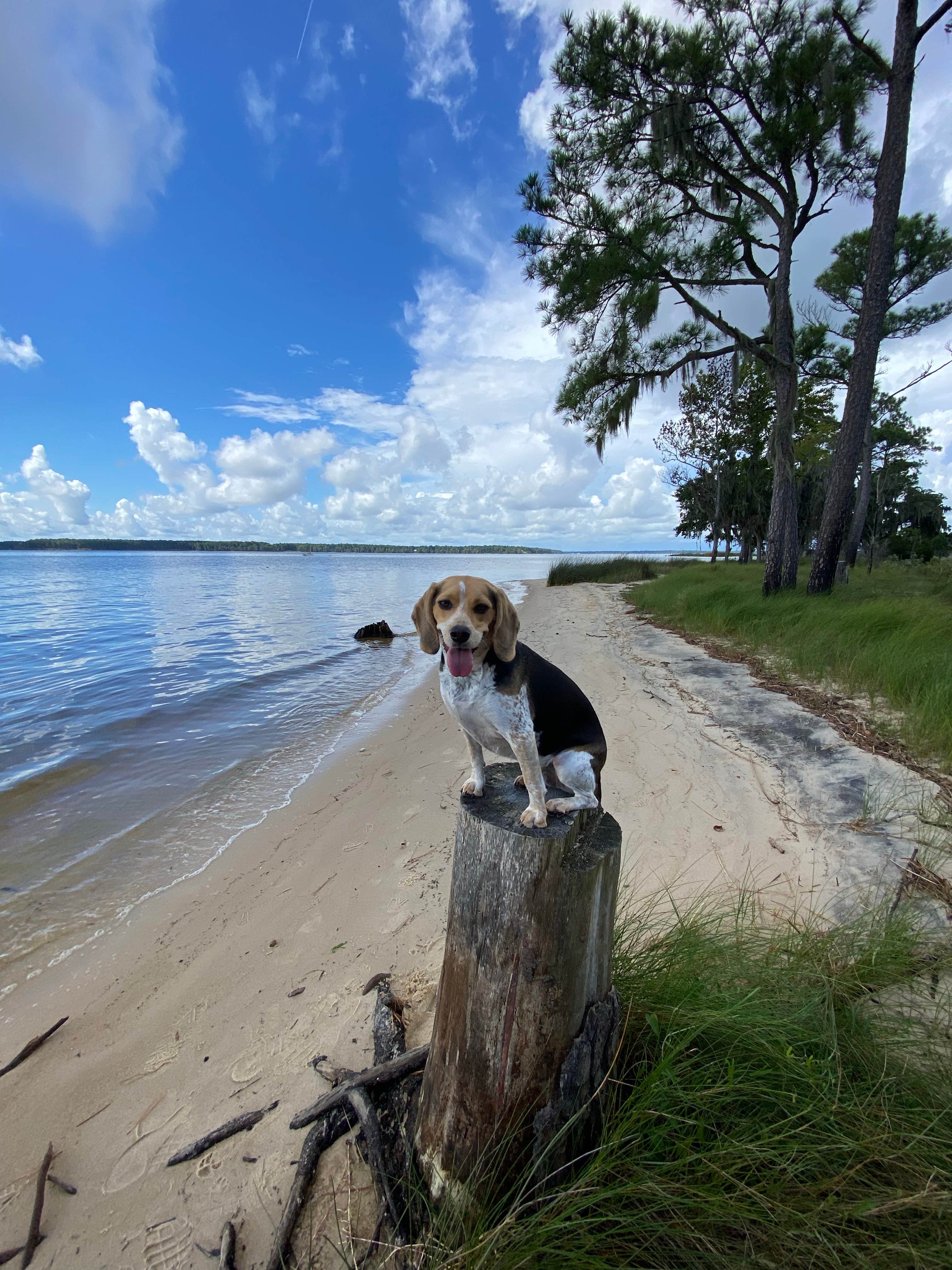 Melanie T.'s photo of camping with pets at Goose Creek State Park Campground near Maysville, NC