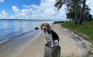 Melanie T.'s photo of camping with pets at Goose Creek State Park Campground near Grifton, NC
