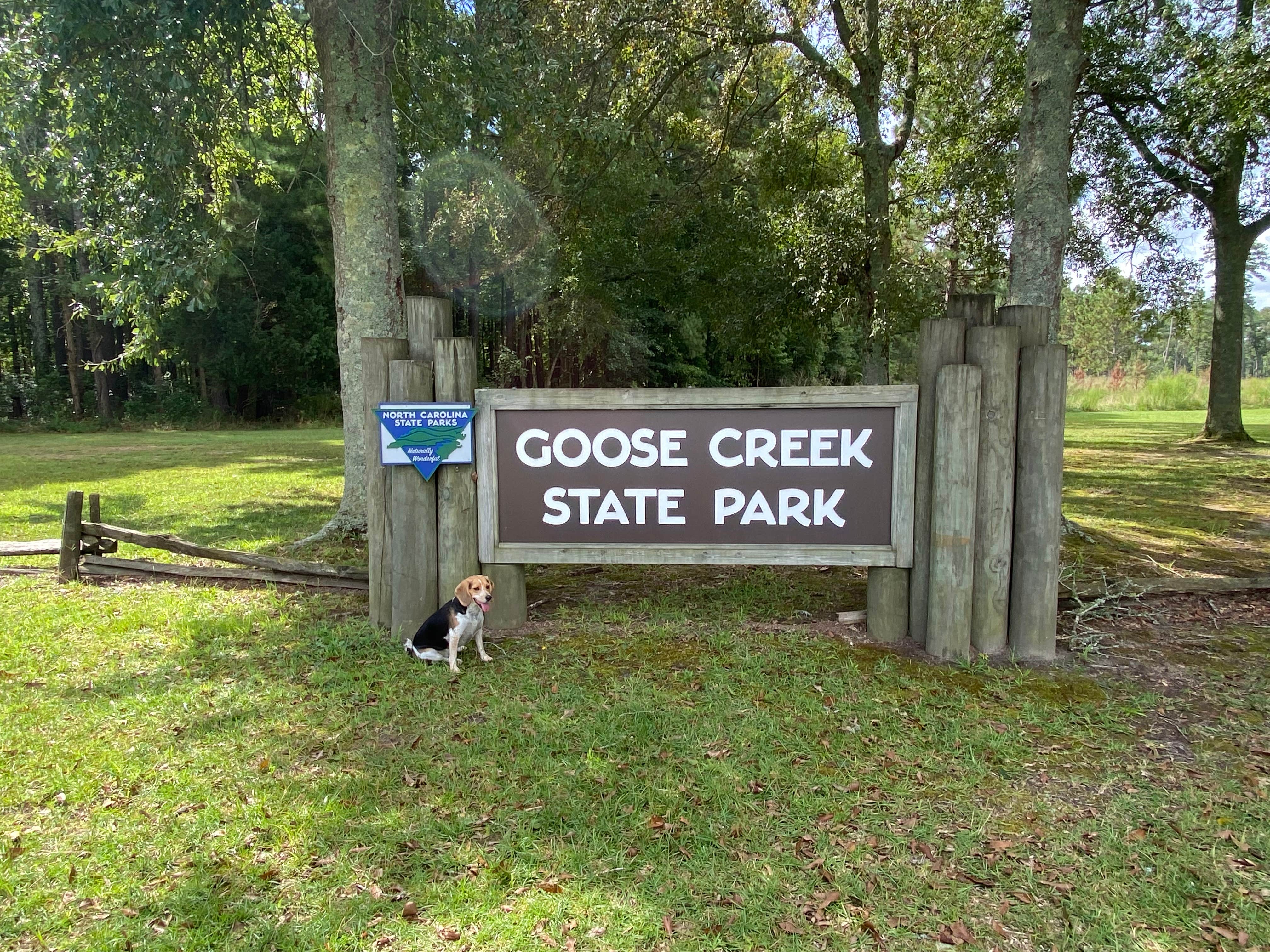Melanie T.'s photo of camping with pets at Goose Creek State Park Campground near Swan Quarter, NC