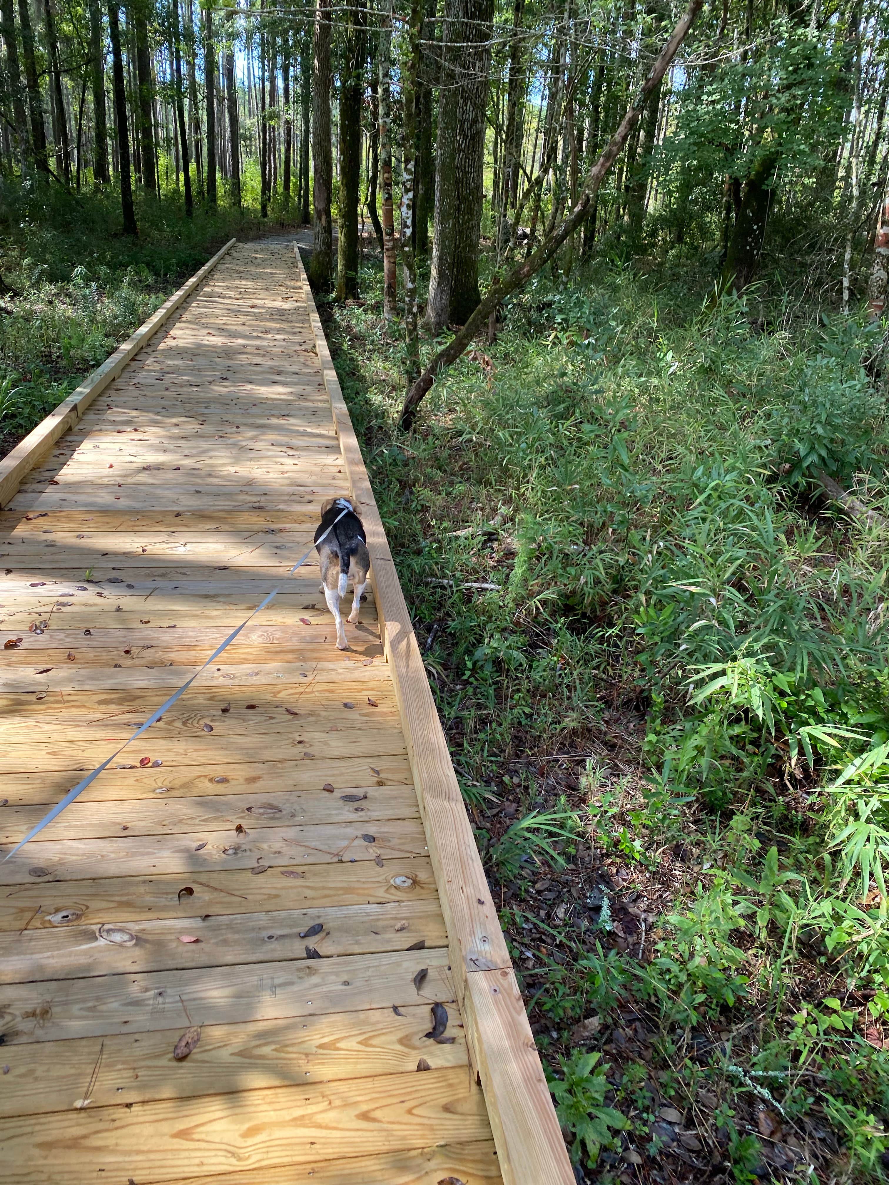 Melanie T.'s photo of camping with pets at Goose Creek State Park Campground near Grifton, NC