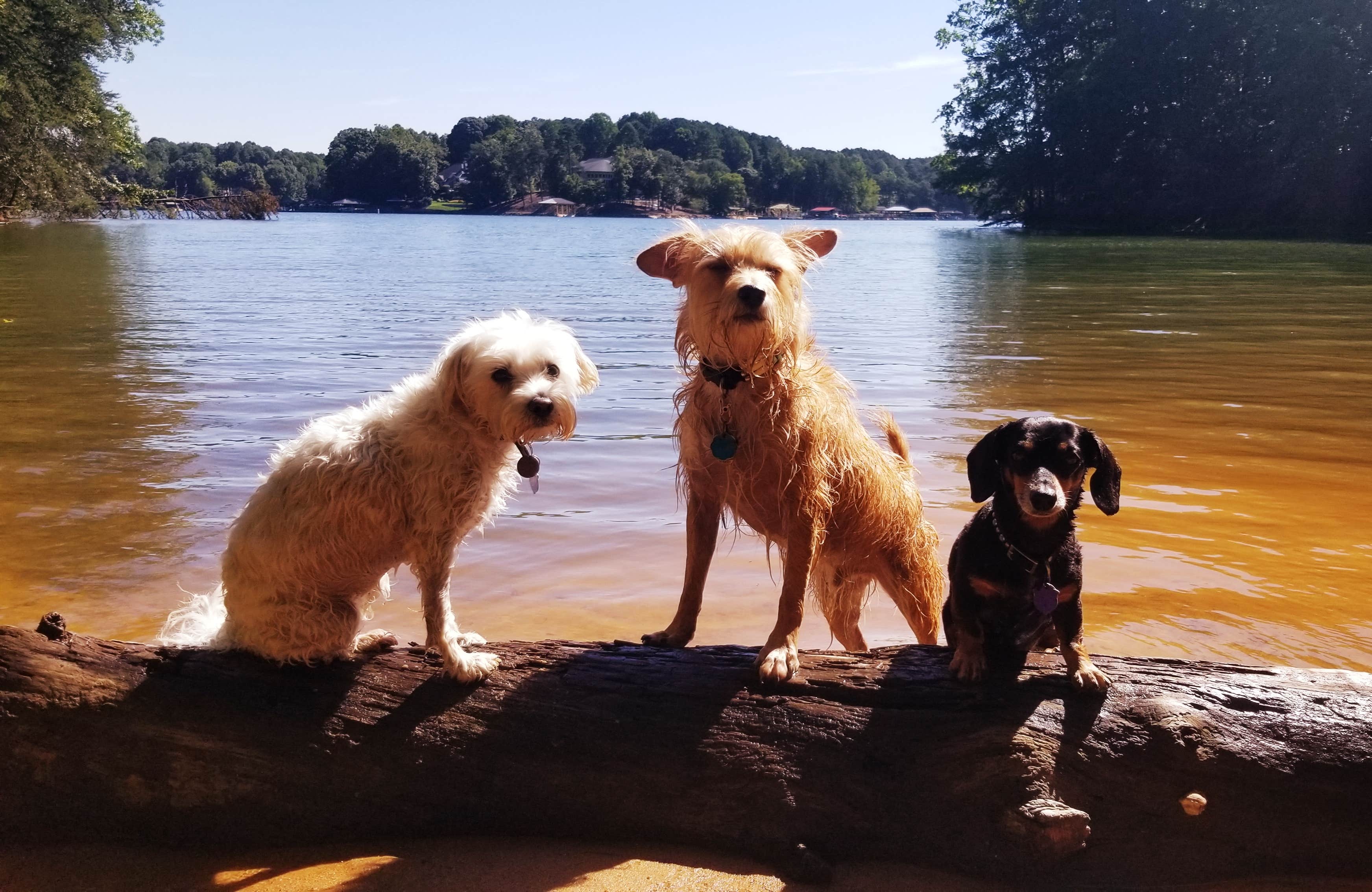 Katrin M.'s photo of camping with pets at Lake Norman State Park Campground near Granite Falls, NC