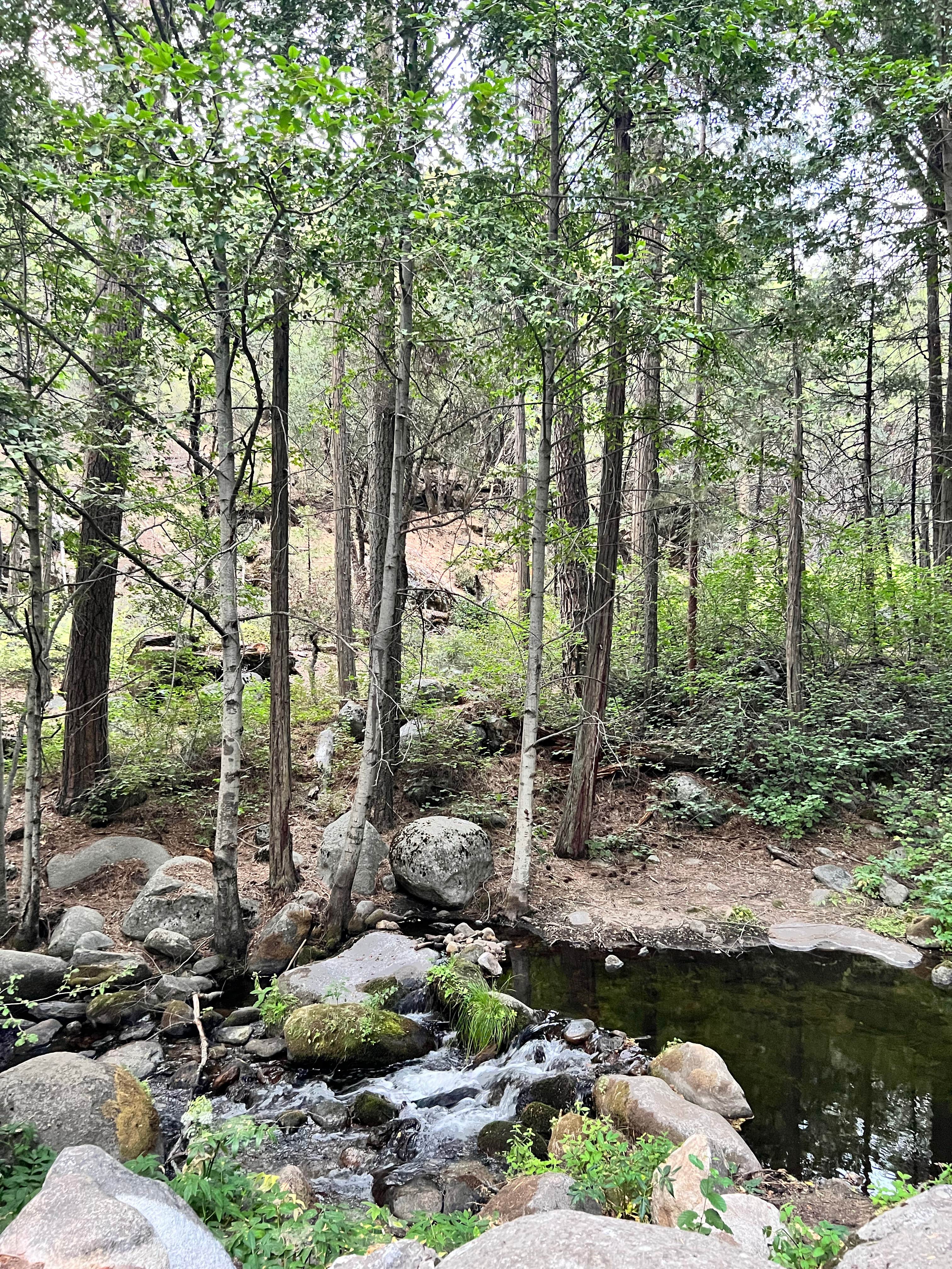 Camper submitted image from Sequoia National Forest Belknap Campground - 3