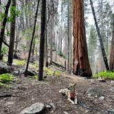 Review photo of Sequoia National Forest Belknap Campground by Christi C., September 14, 2022