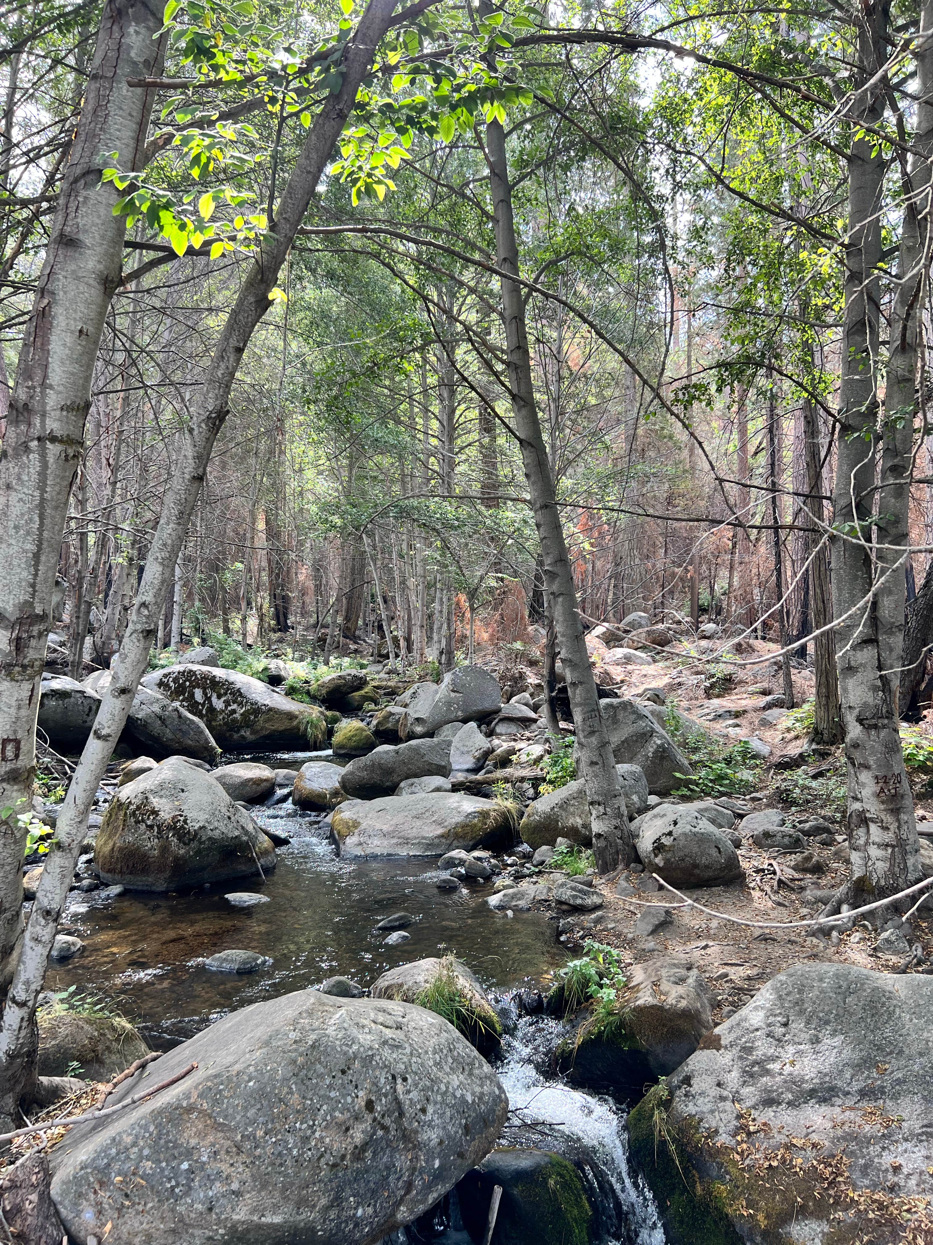 Camper submitted image from Sequoia National Forest Belknap Campground - 3