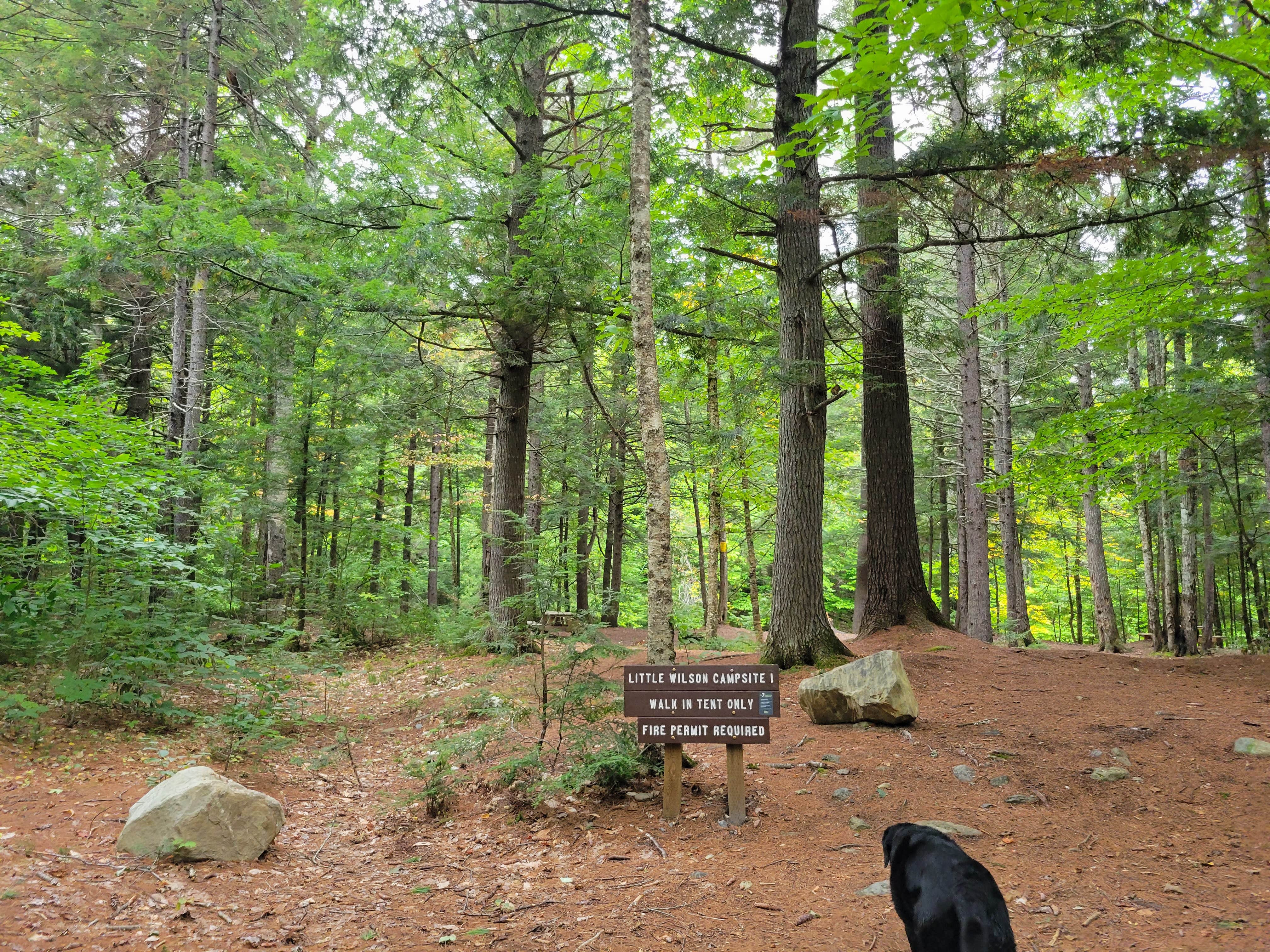 Camper submitted image from Wilson Streams Area - 2