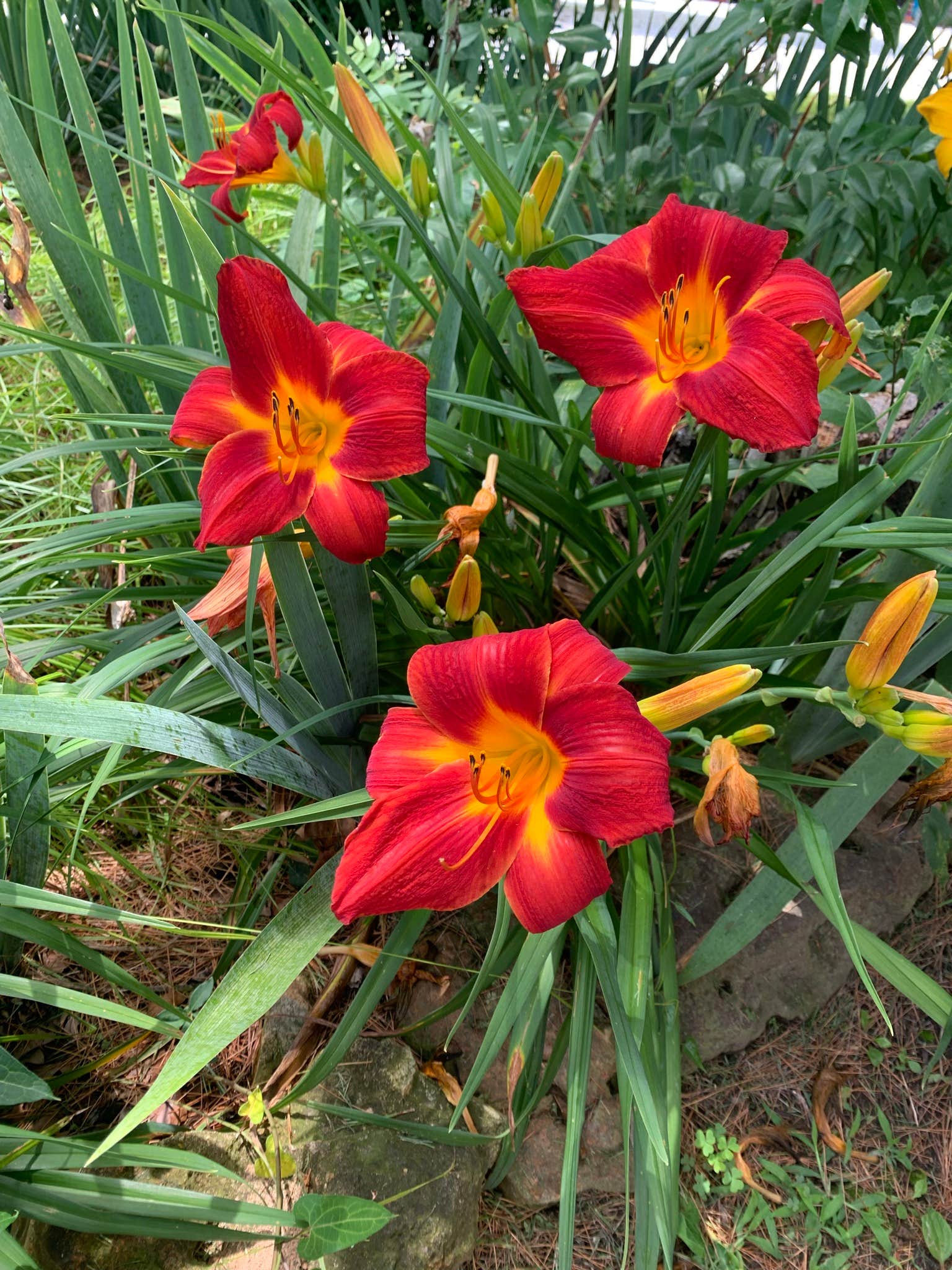 Camper-submitted photo at Big Red Barn RV Park near Mindenmines, MO