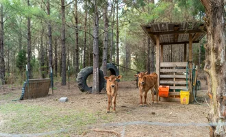 Camping near Blue Hole Campground — Florida Caverns State Park: Moonpie Farm and Creamery, Chipley, Florida