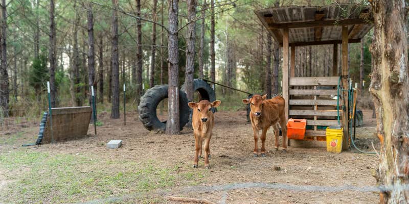 Camper submitted image from Moonpie Farm and Creamery