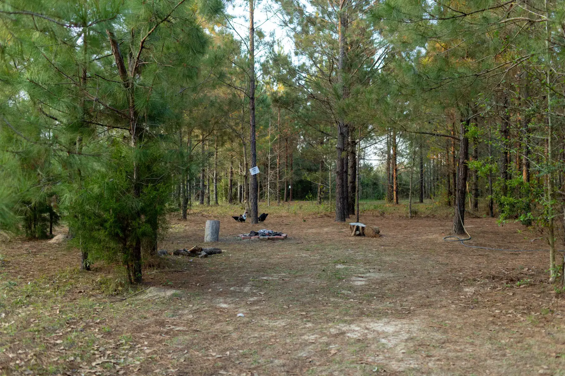 Camper-submitted photo at Moonpie Farm and Creamery near Bonifay, FL