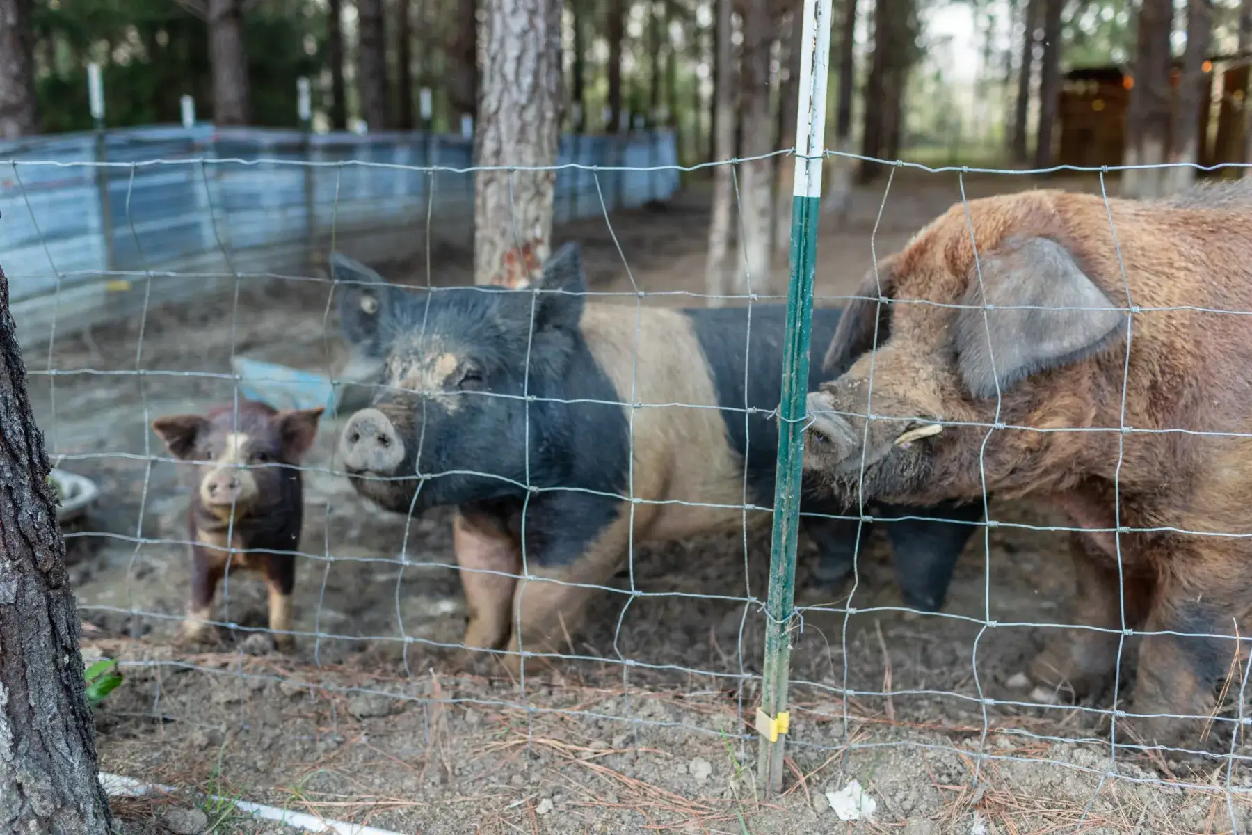 Camper-submitted photo at Moonpie Farm and Creamery near Bonifay, FL