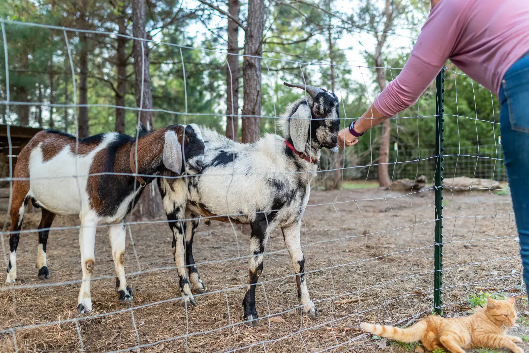 Camper-submitted photo at Moonpie Farm and Creamery near Bonifay, FL