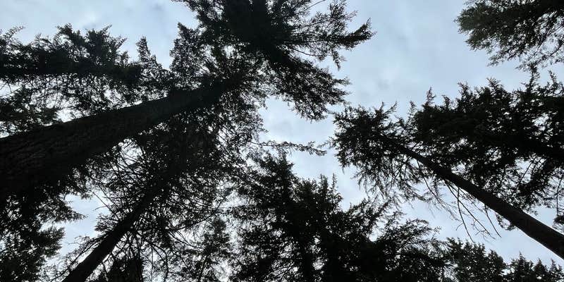 Camper submitted image from Holiday Park Military - Lewis McChord Base