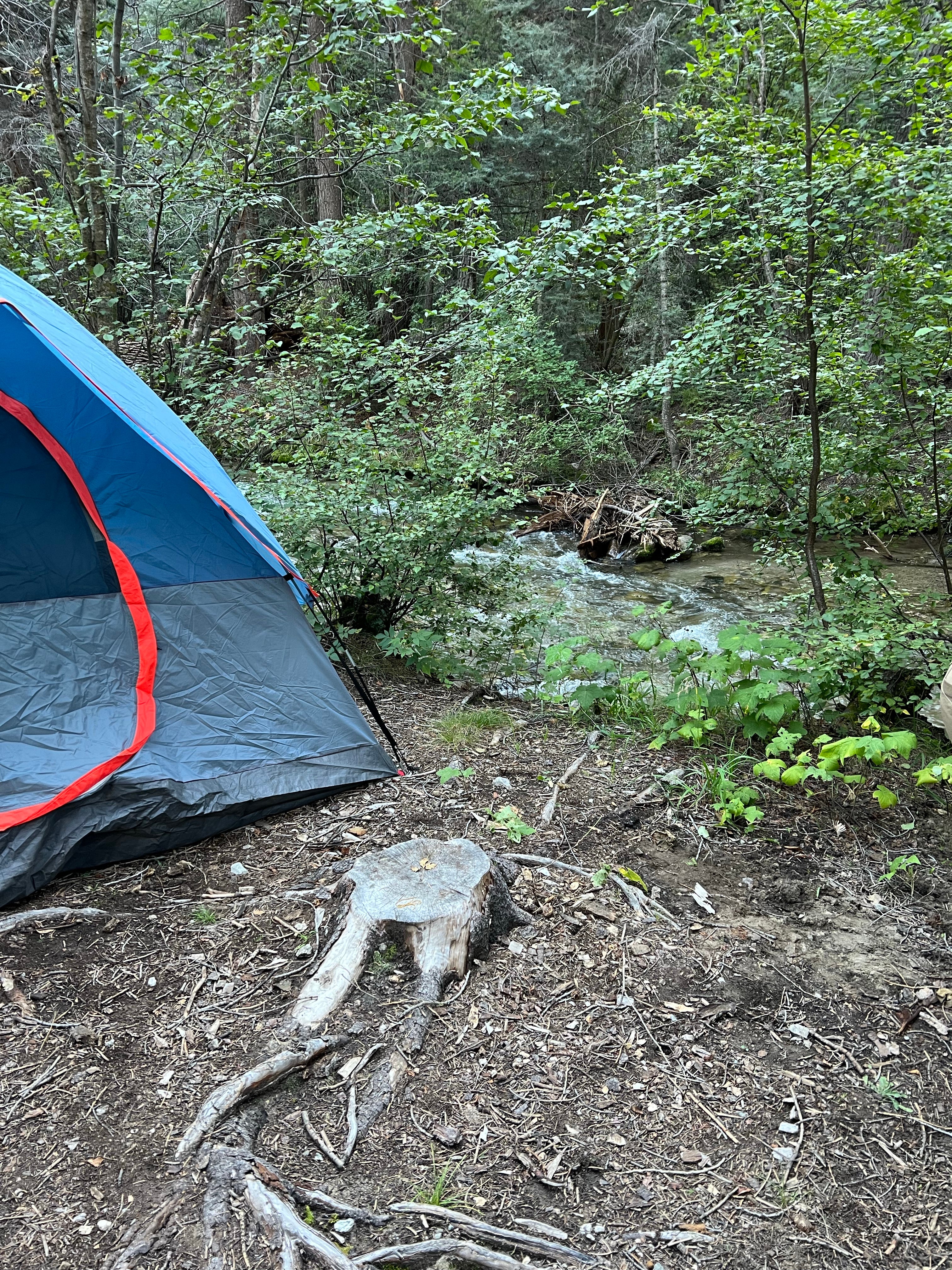 Camper submitted image from Arroyo Seco Dispersed NF Camping - 1