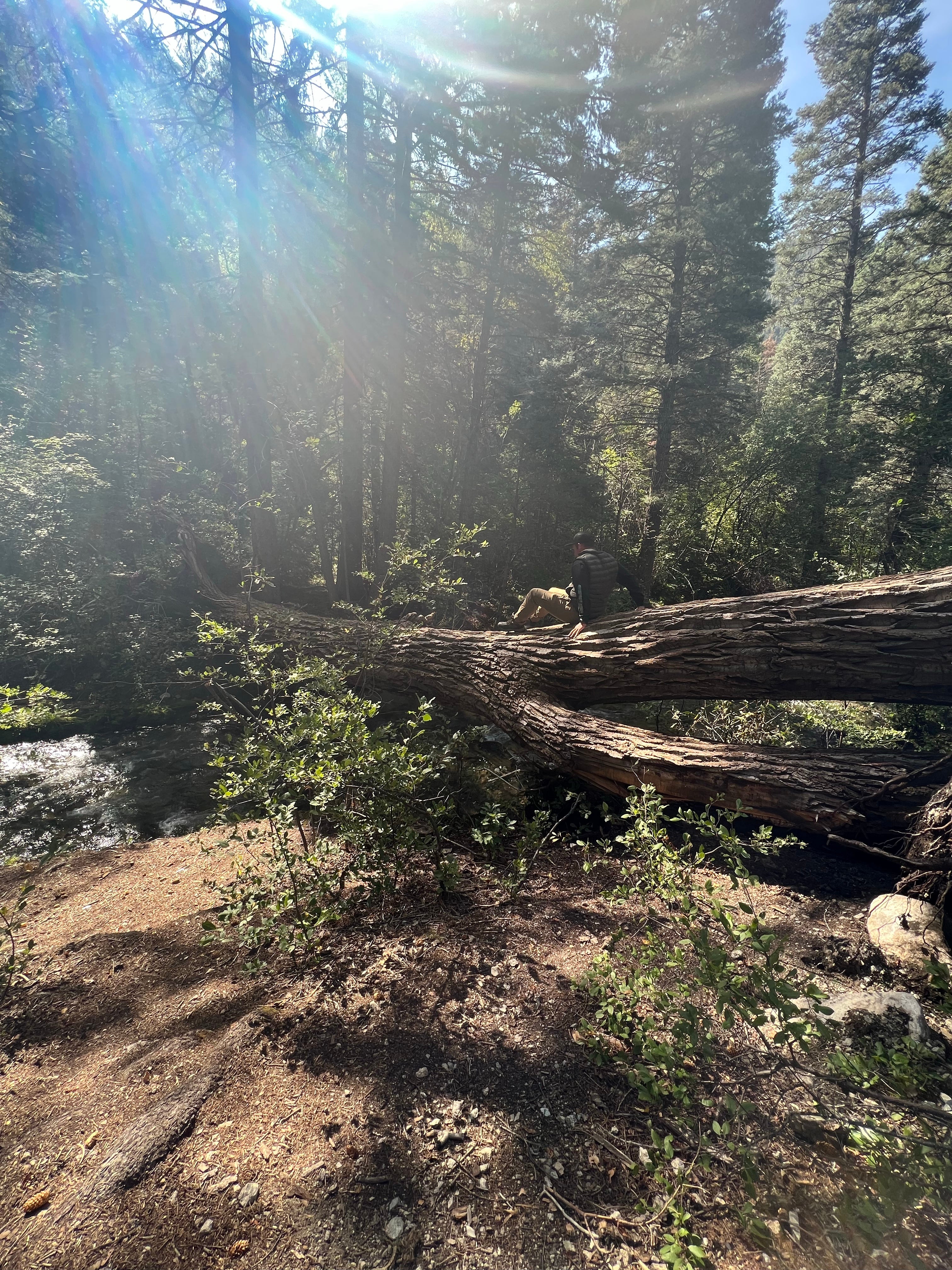 Camper submitted image from Arroyo Seco Dispersed NF Camping - 2