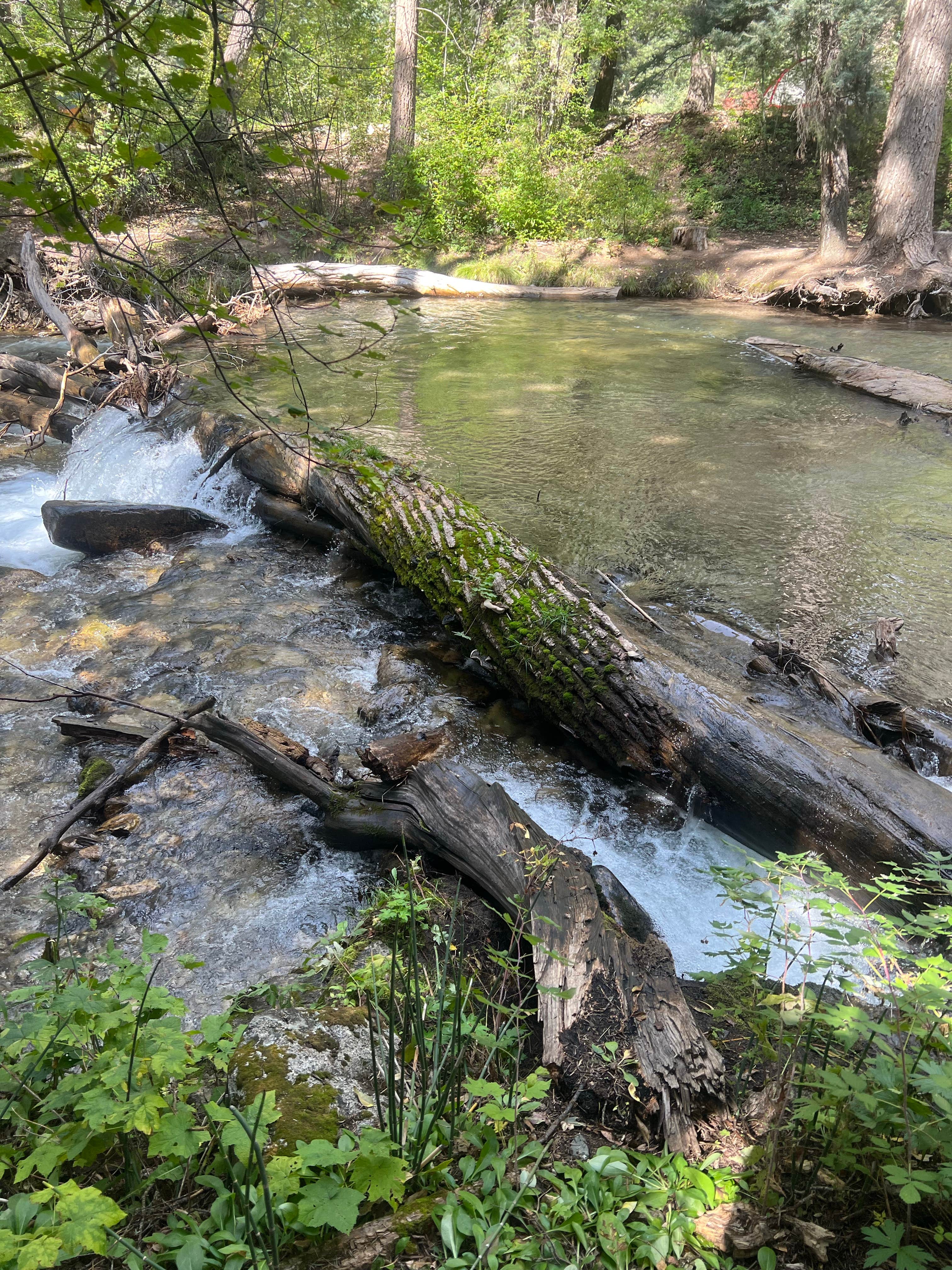 Camper submitted image from Arroyo Seco Dispersed NF Camping - 3