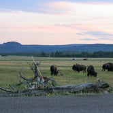 Buffalo on the site of the road between the campground and Old Faithfull
